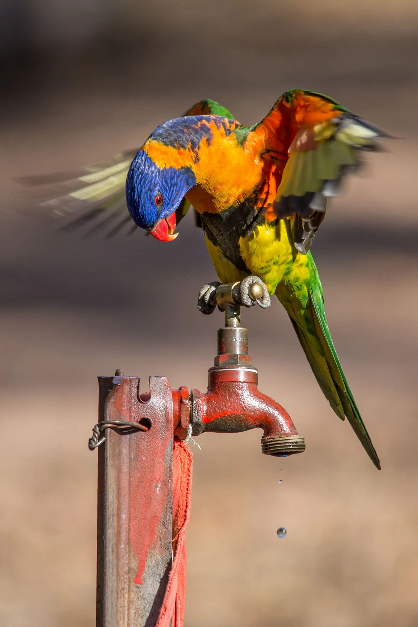 Orange Collared Lorikeet, Katharine, NT