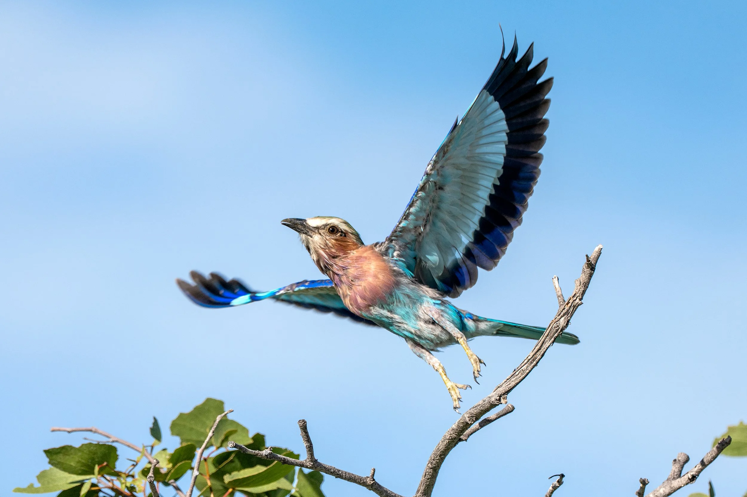 A bird with brown and blue feathers perched on a branch with green leaves, mid-flight with wings extended, against a clear blue sky.