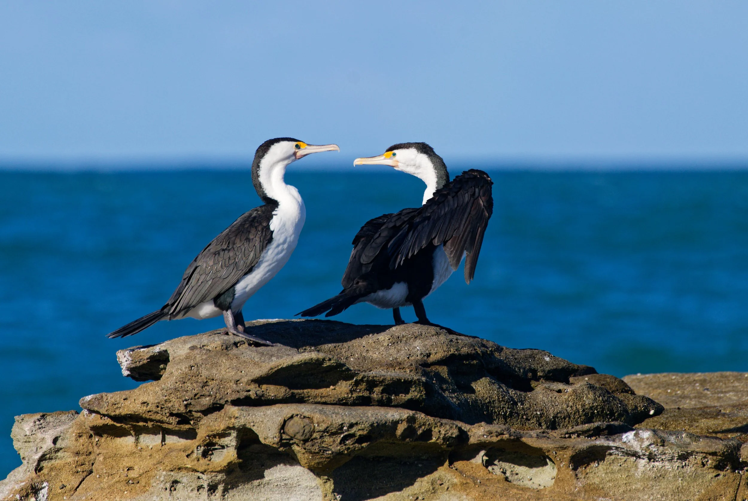 Two black and white seabirds perched on a large rock by the ocean, with a clear blue sky overhead.