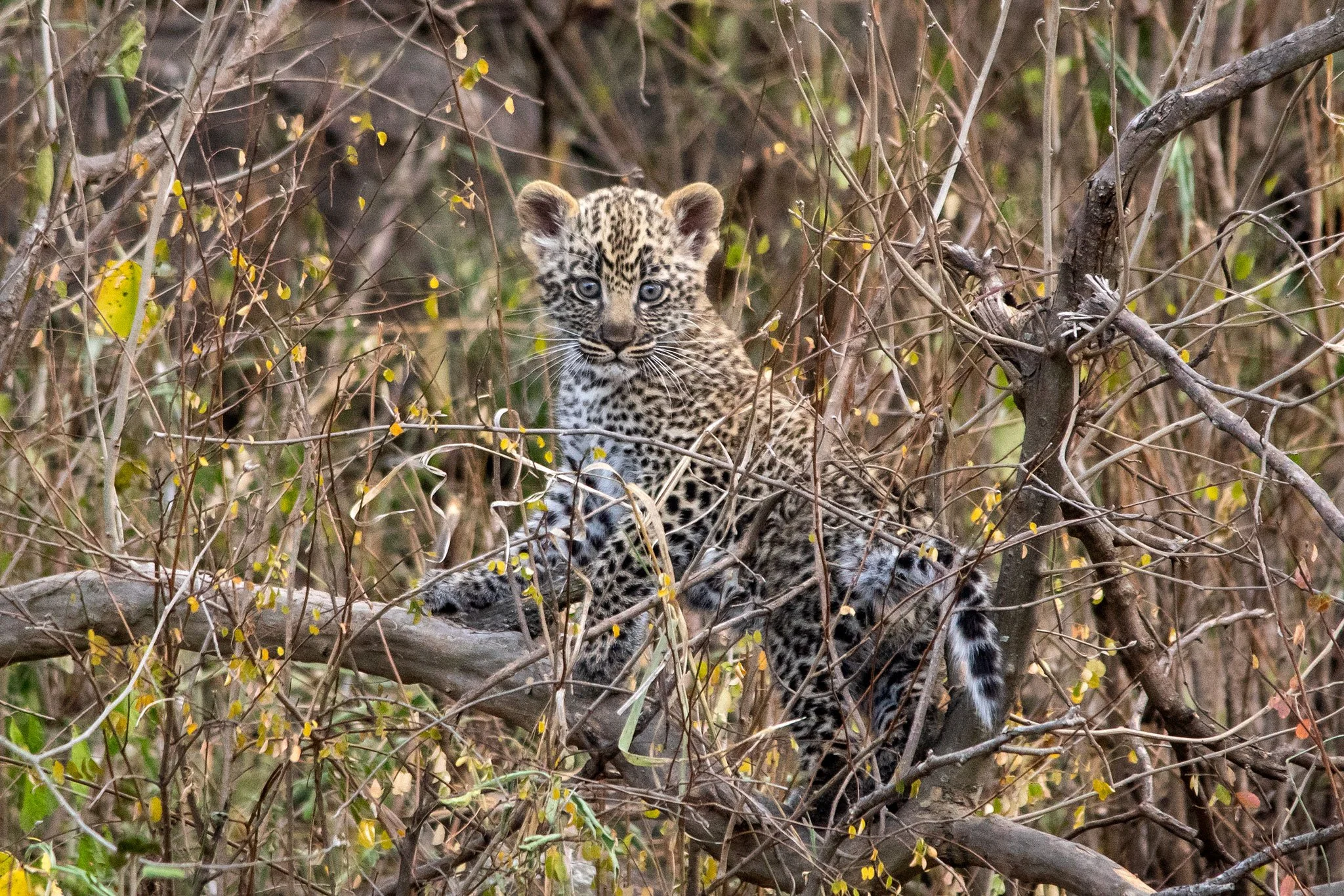 Leopard Cub, Serengeti NP, Tanzania