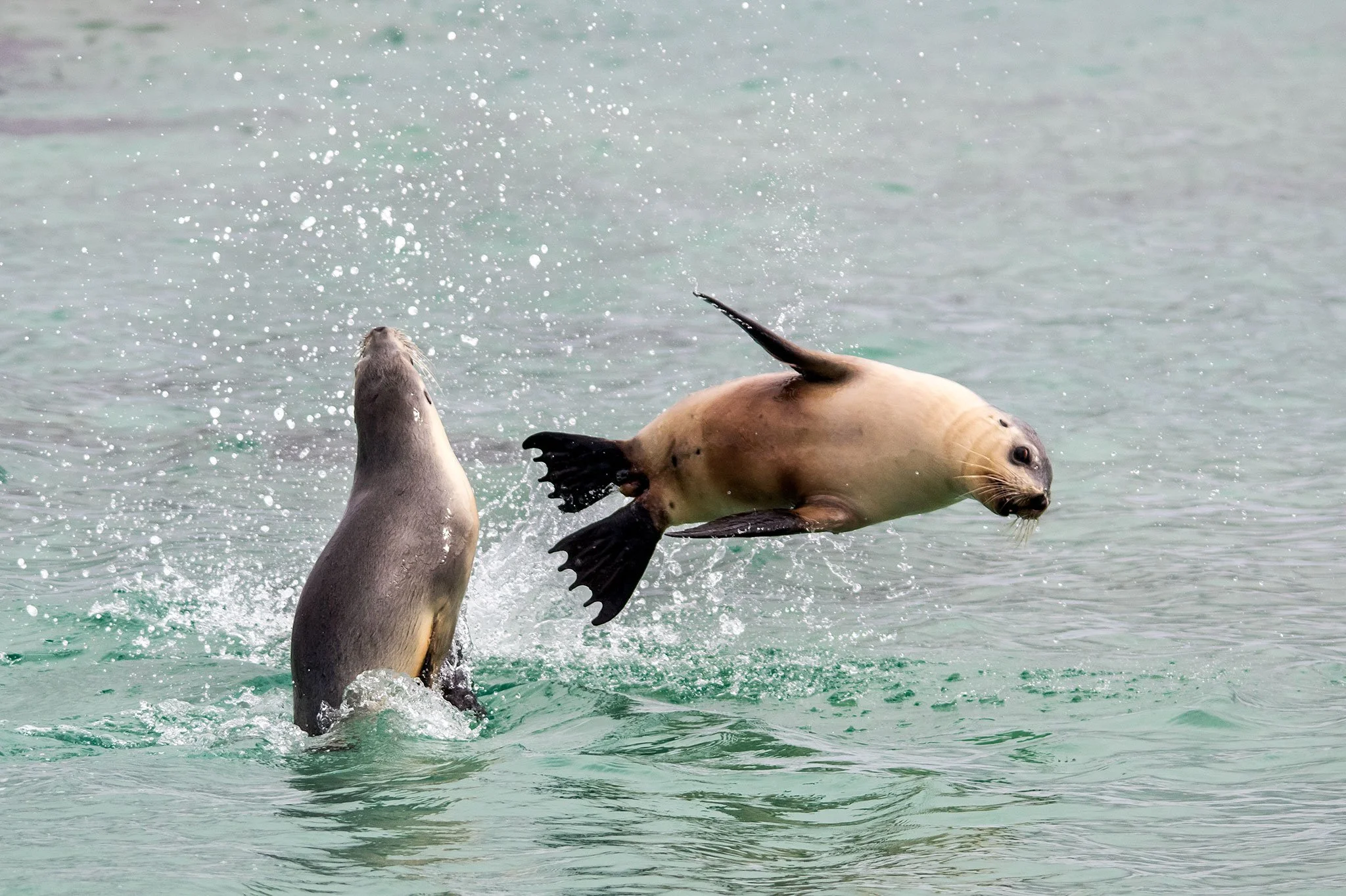 Sea Lions At Play, Baird Bay, South Australia