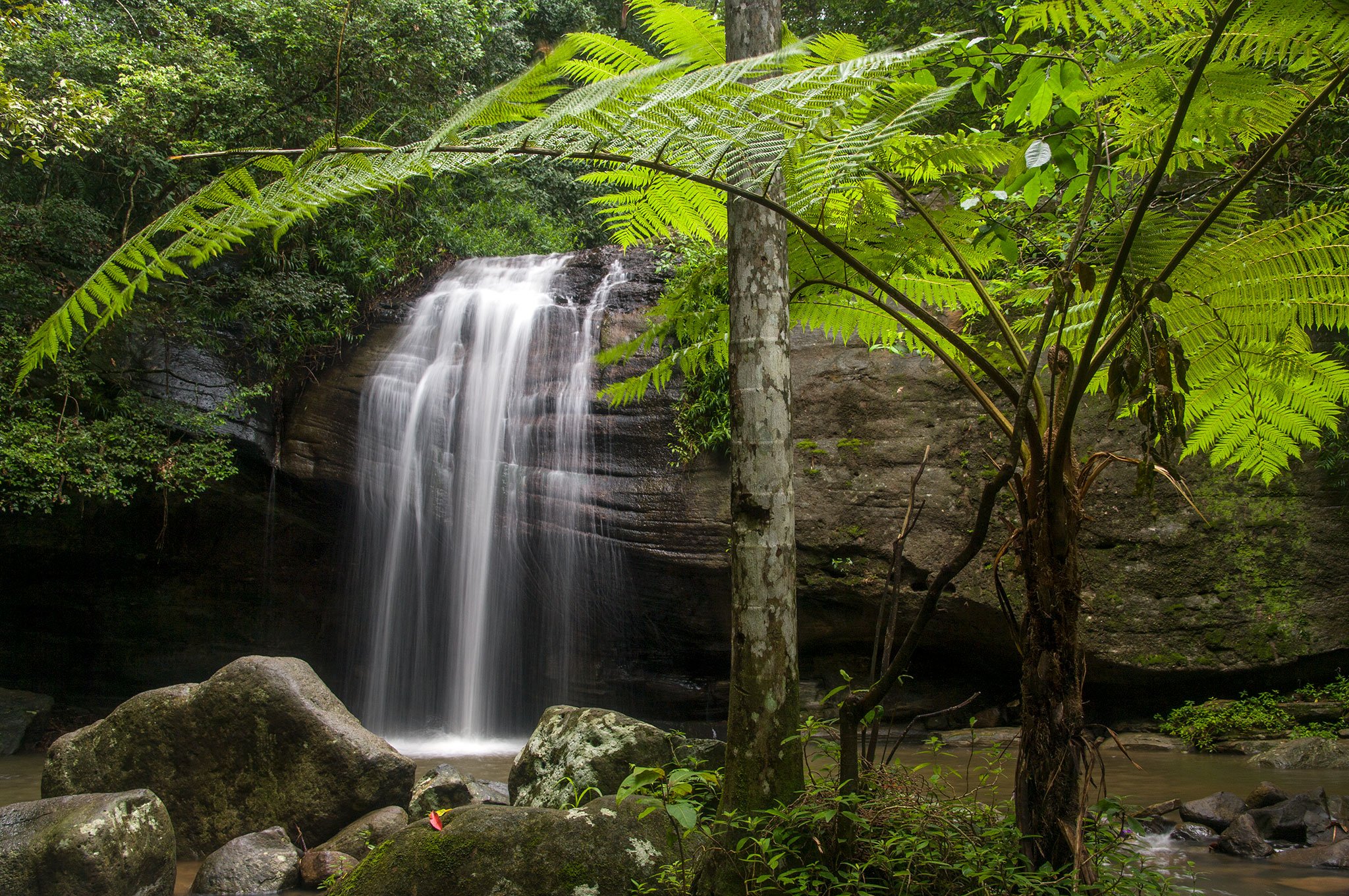 A small waterfall flowing over rocks surrounded by lush green trees and plants in a forest