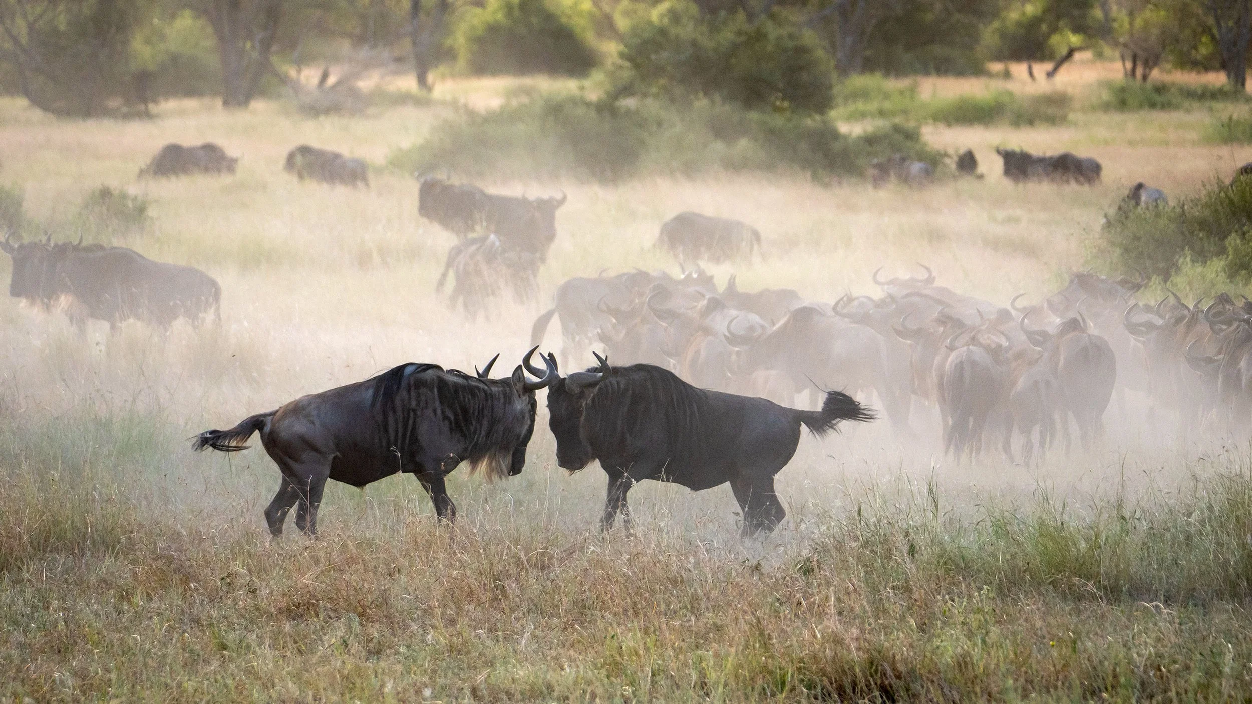 Wildebeest Clash, Tanzania 2023