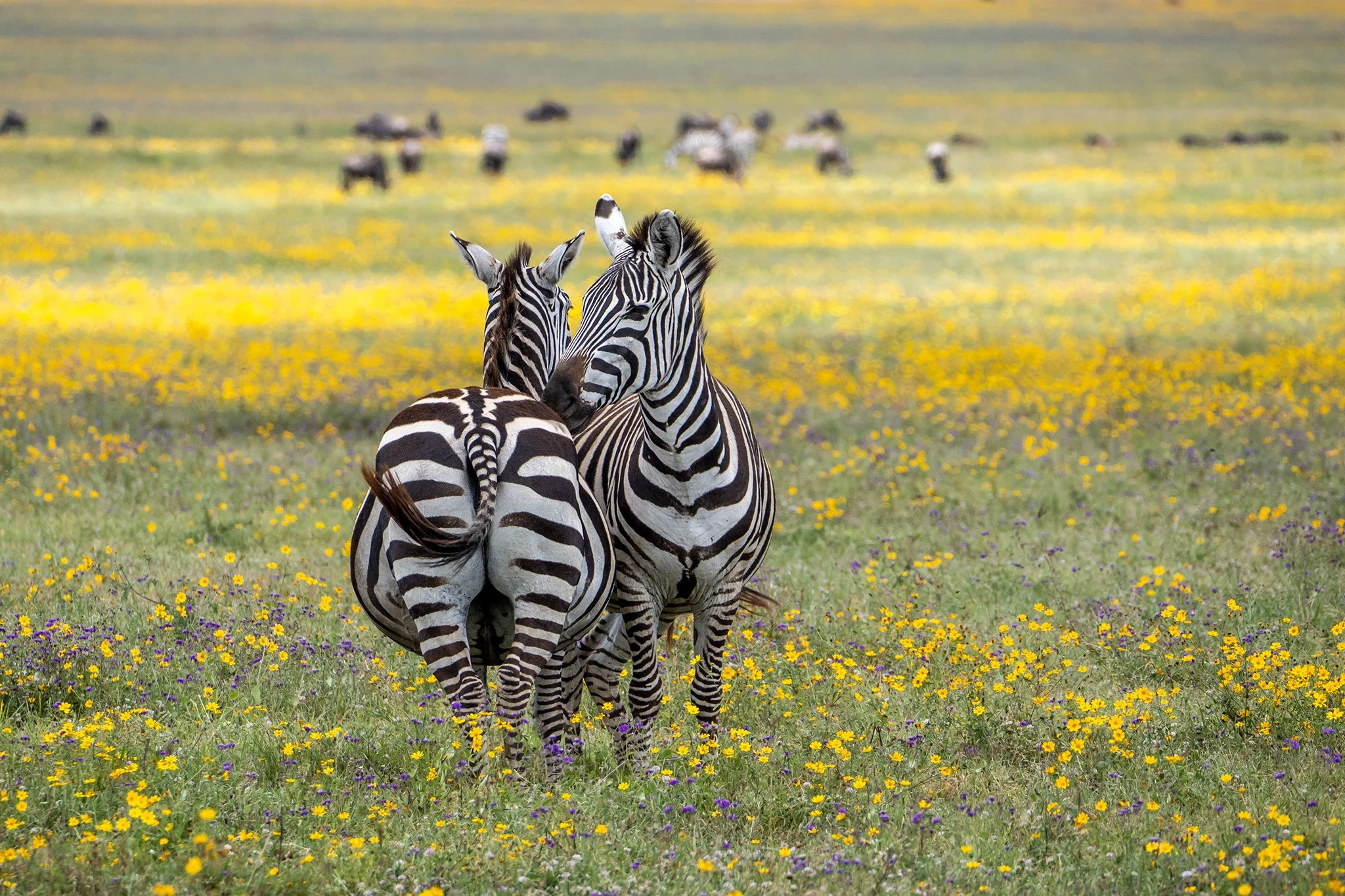 Zebras, Ngorongoro Crater; Tanzania 2023