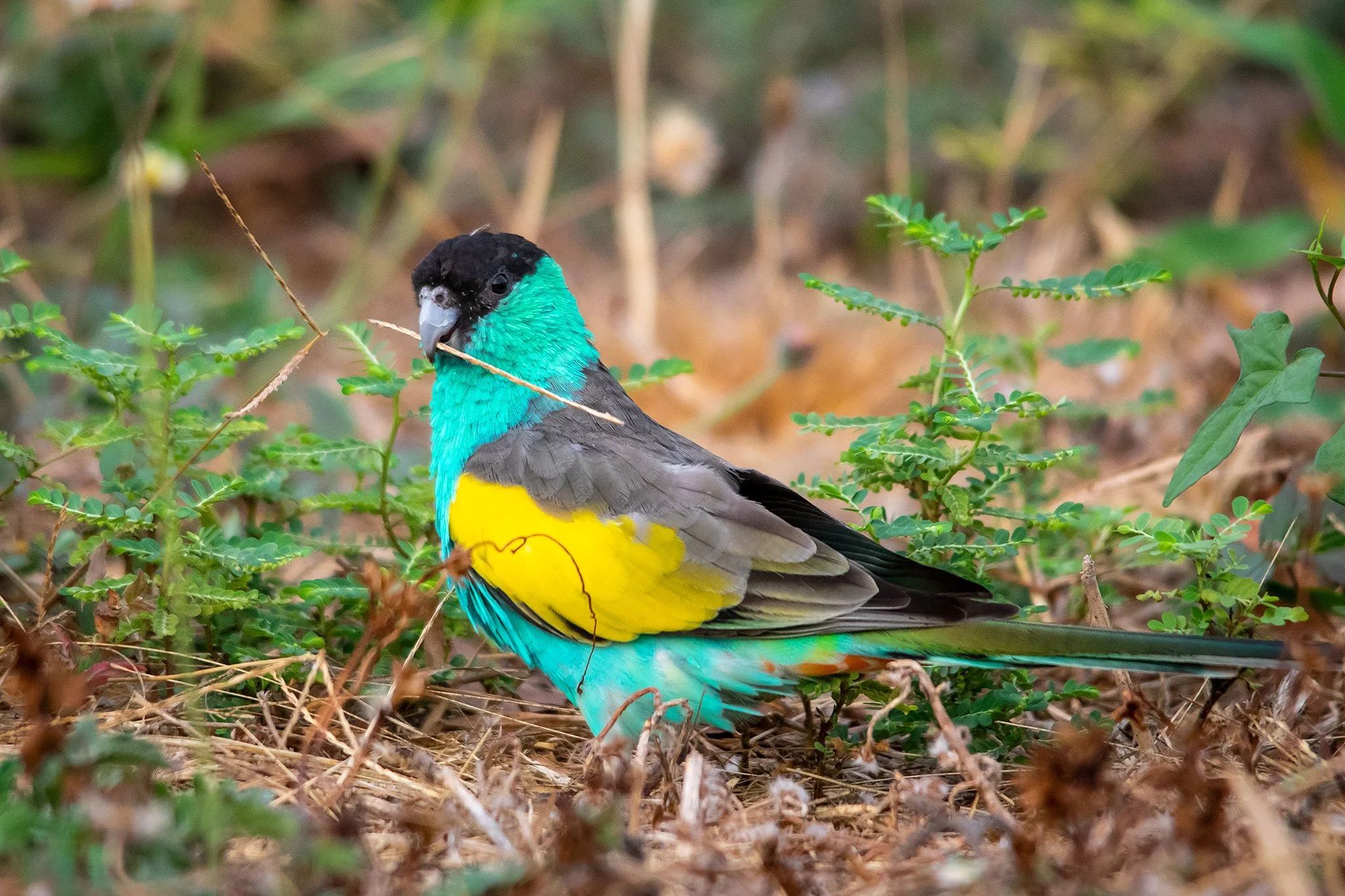 Hooded Parrot, Pine Creek, NT