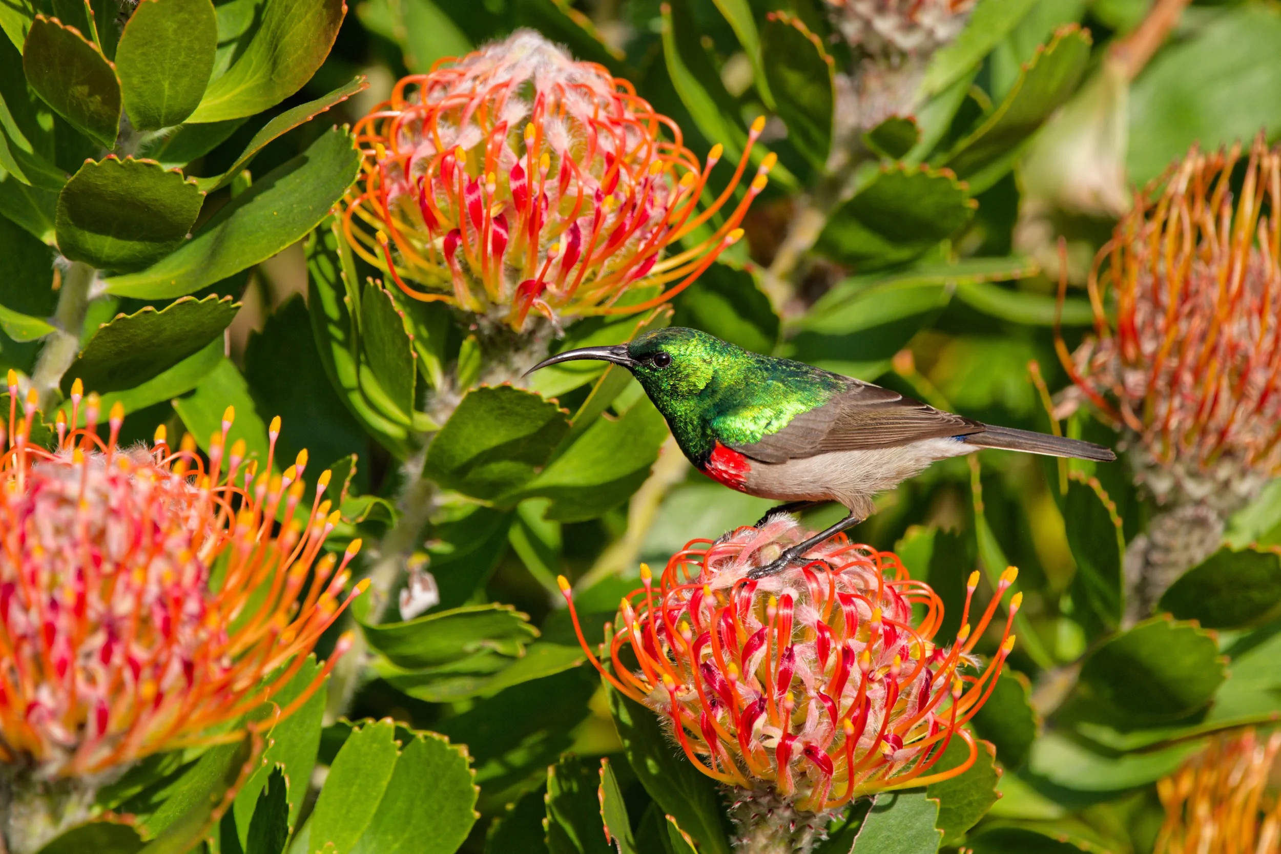 Sunbird and Proteas; South Africa 2026