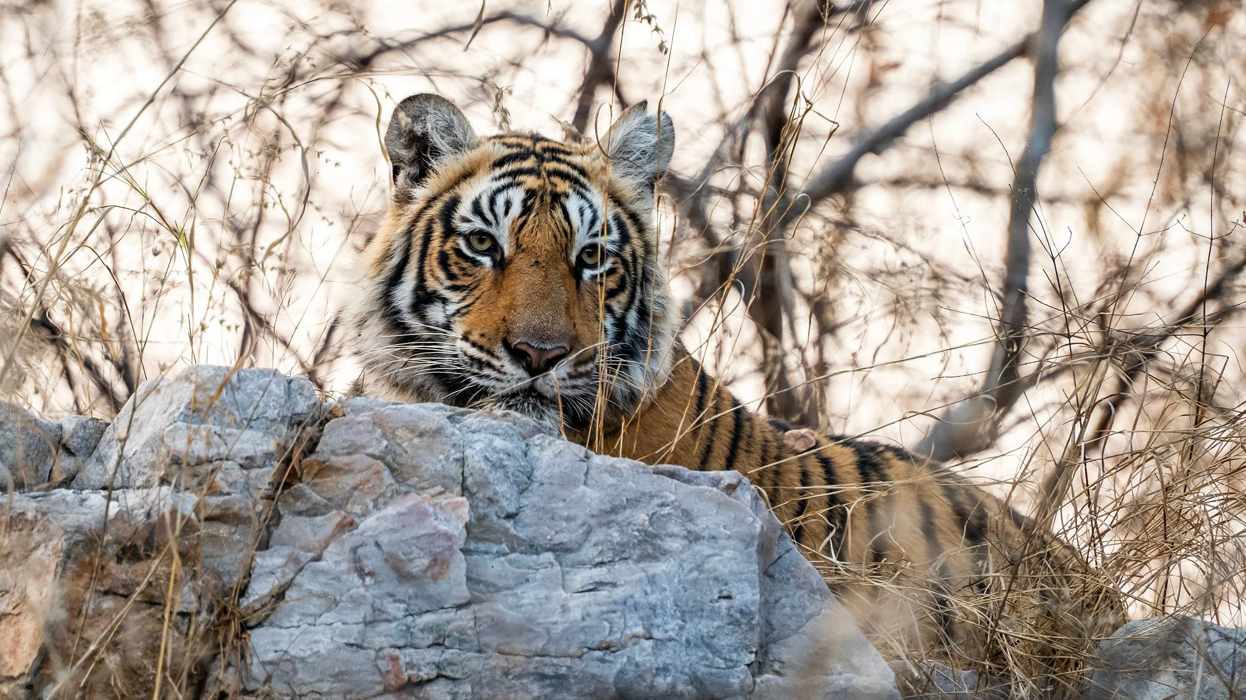 Tiger, Ranthambore National Park; India 2025
