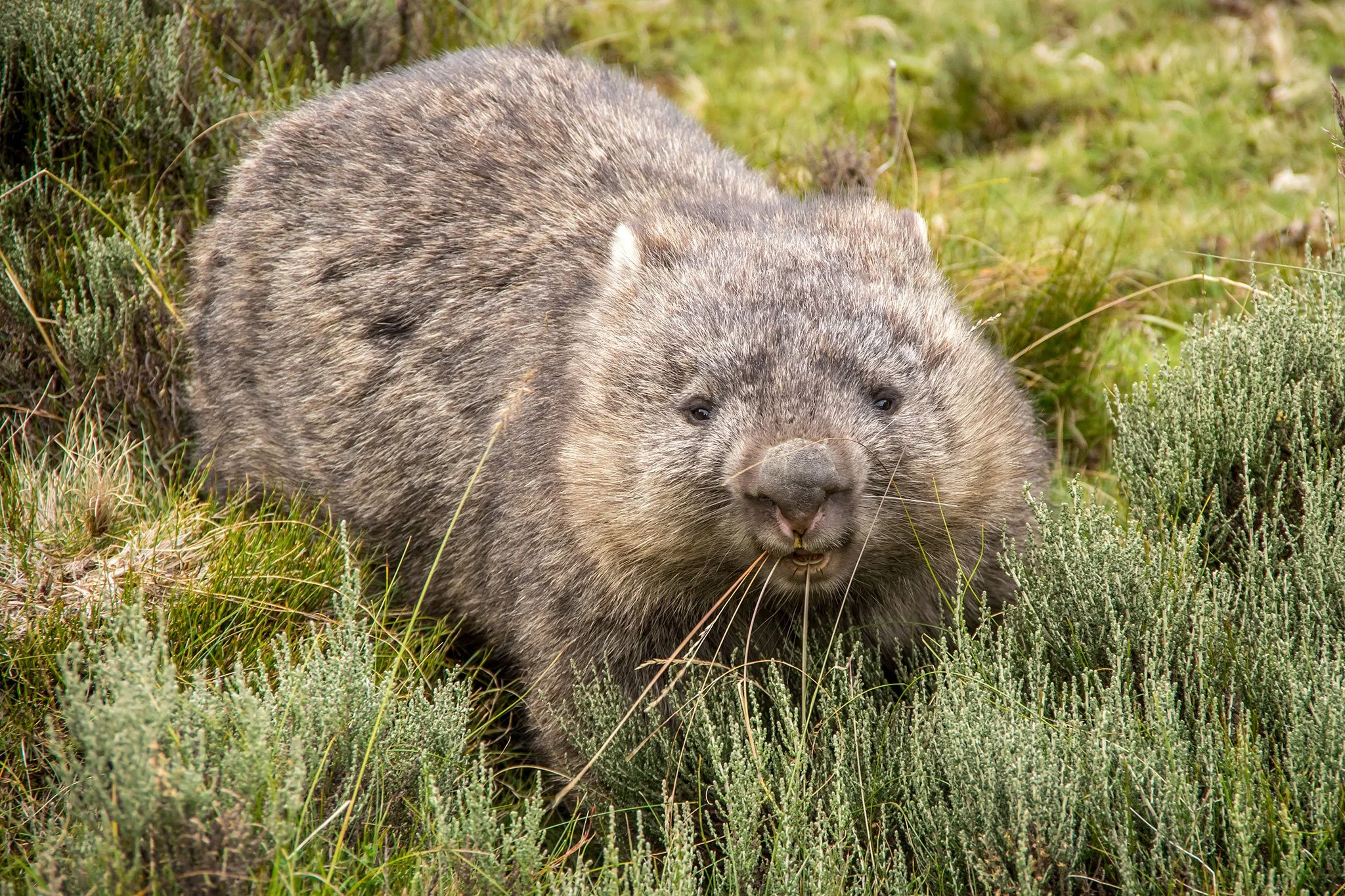 Wombat, Cradle Mountain, Tasmania