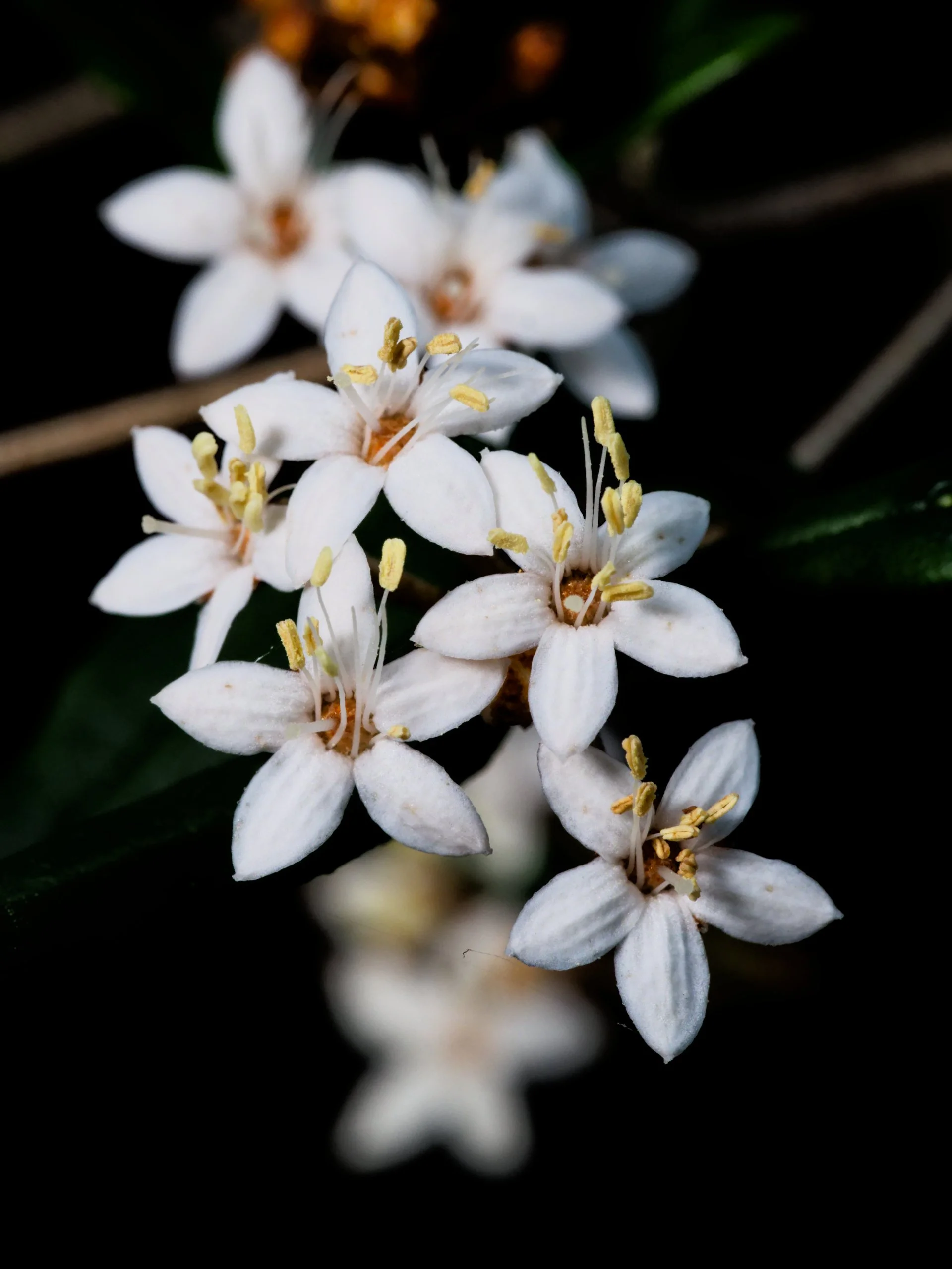 Spring Flowers Macro