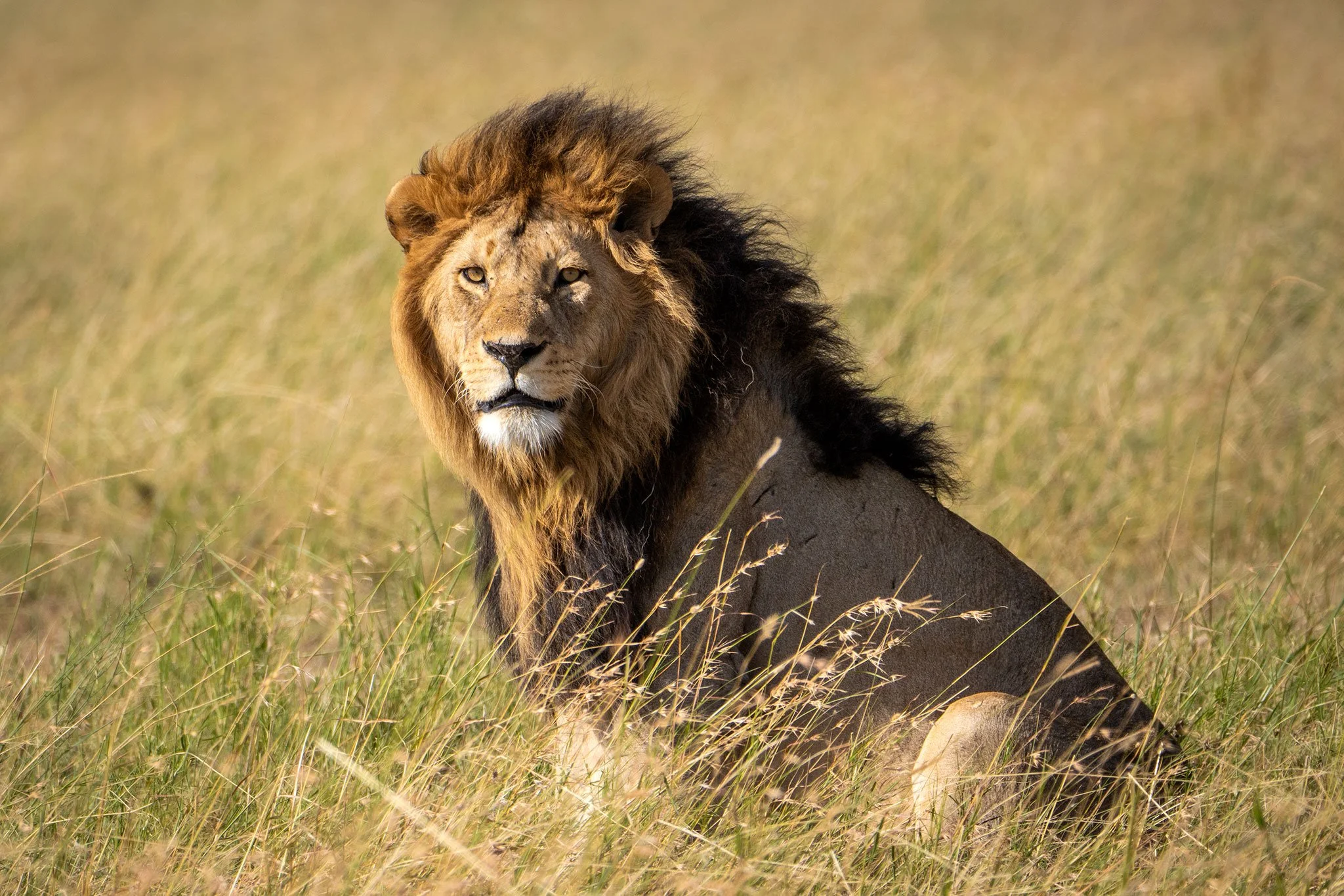 Lion In The Serengeti; Tanzania 2023