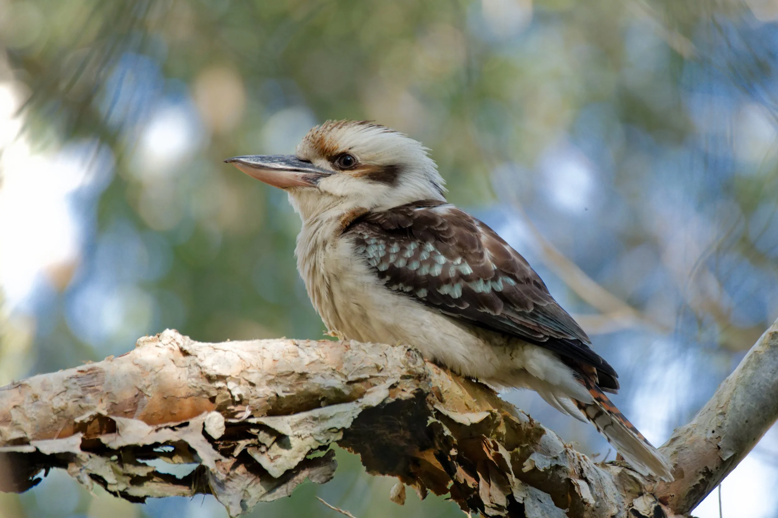 Kookaburra