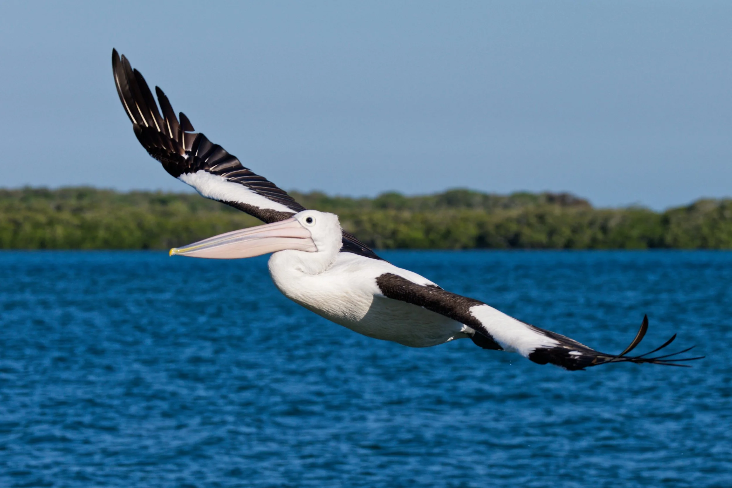 Pelican, Golden Beach