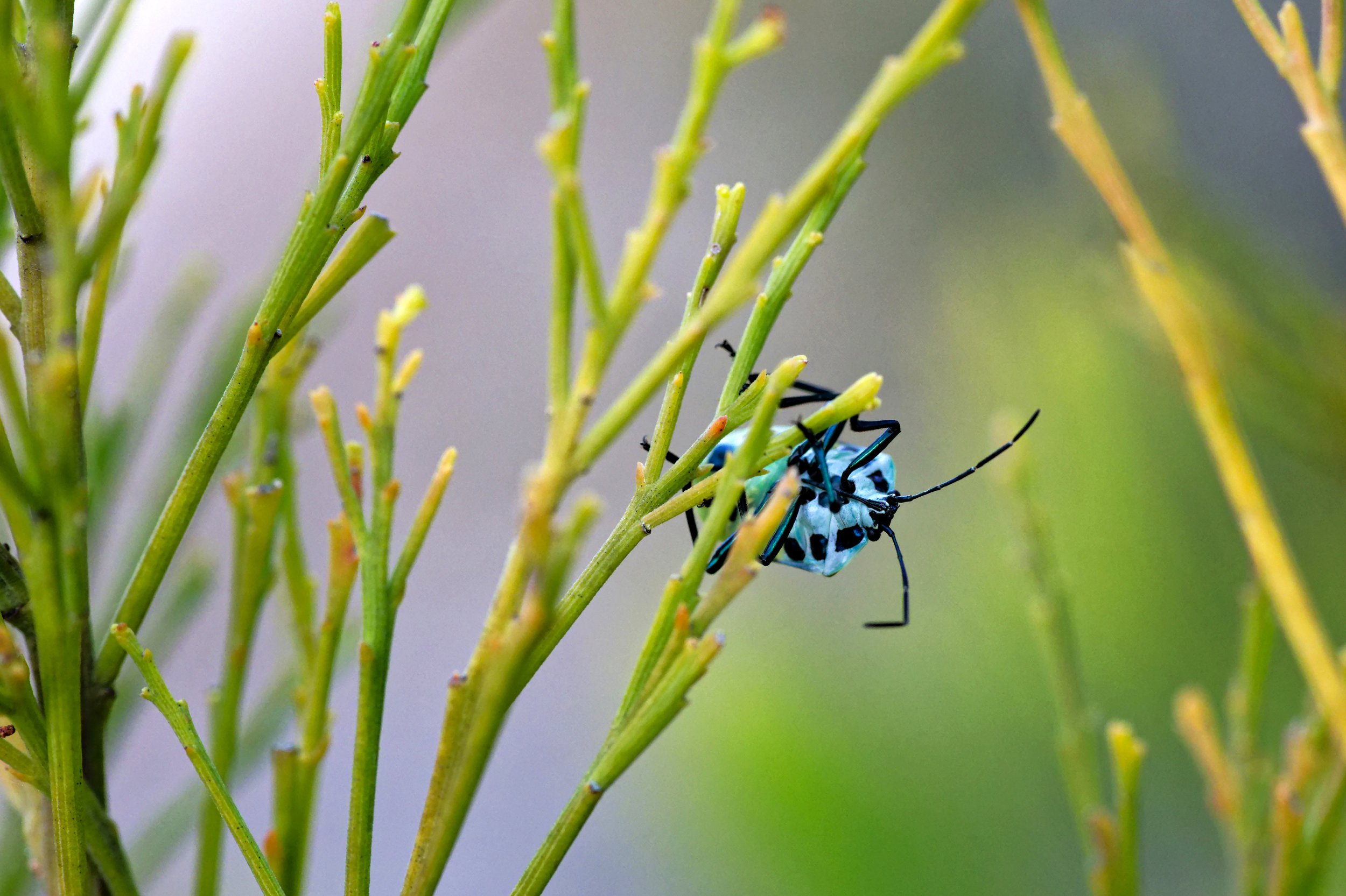 Blue-Black Stink Bug