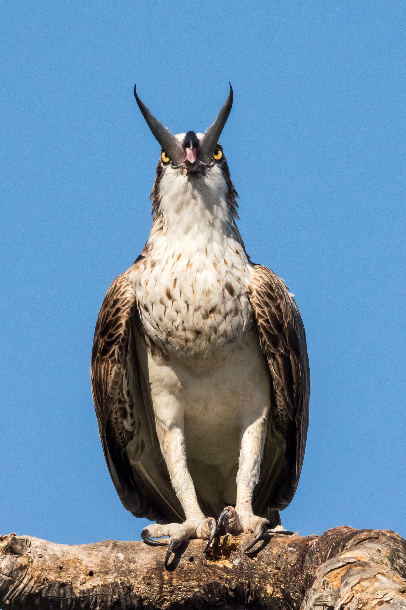 Osprey Eating A Fish, Caloundra, Qld