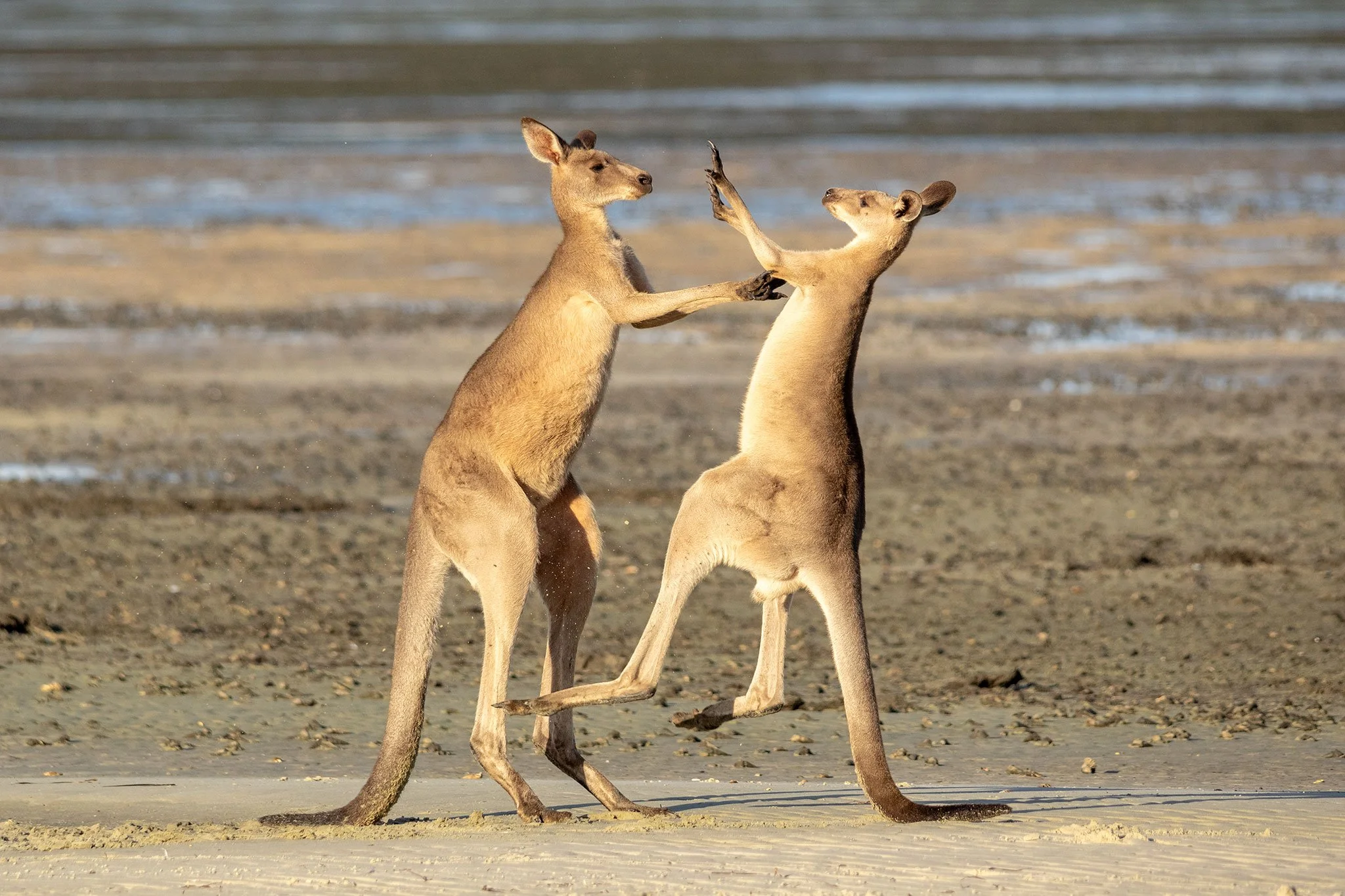 Boxing Kangaroos, Toorbul, Qld