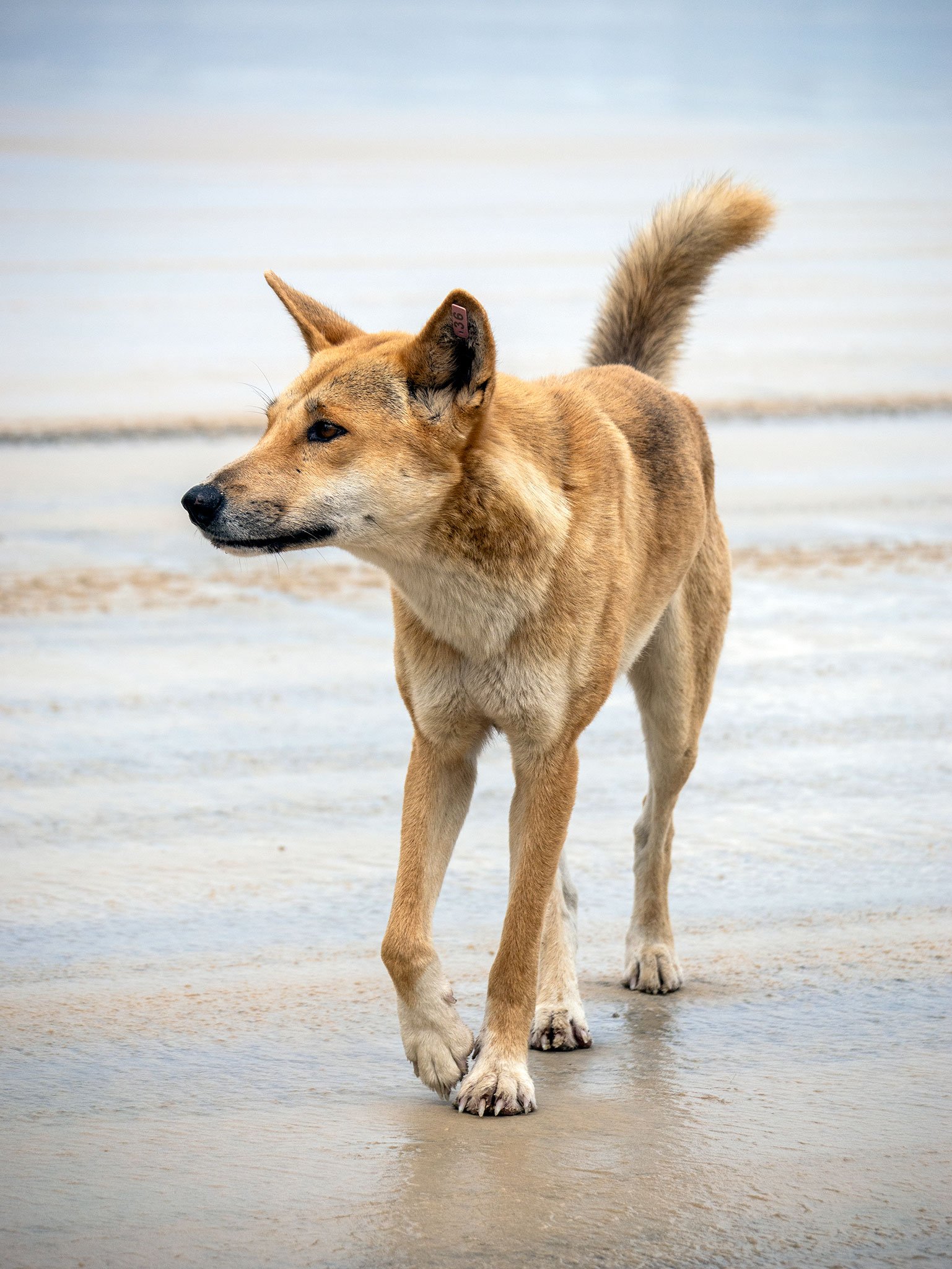 Dingo, Fraser Island, Qld