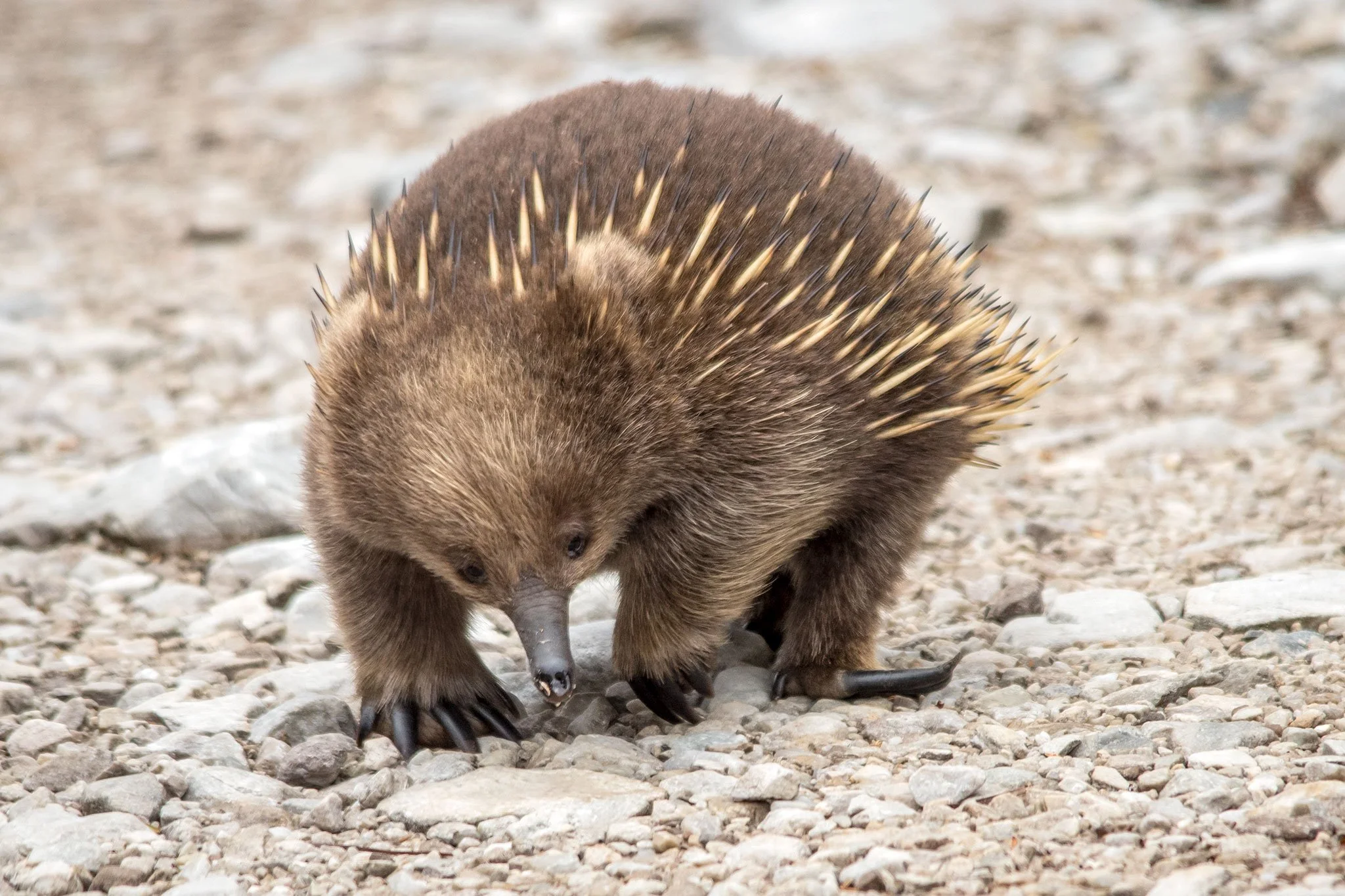 Echidna, Cradle Mountain, Tasmania