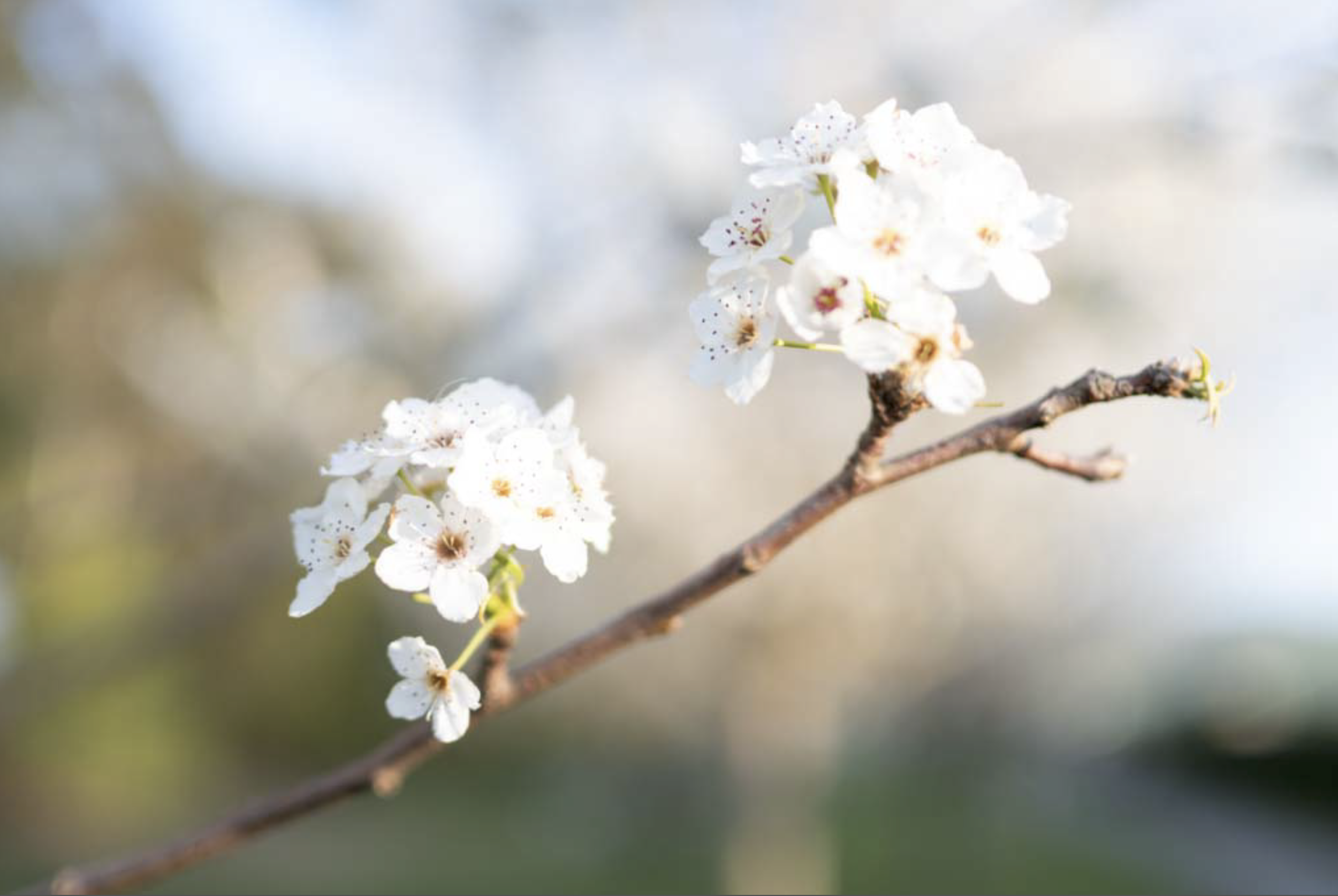 Understanding Beneficial Insects in the Apple Industry (naturepositive) (citizen)