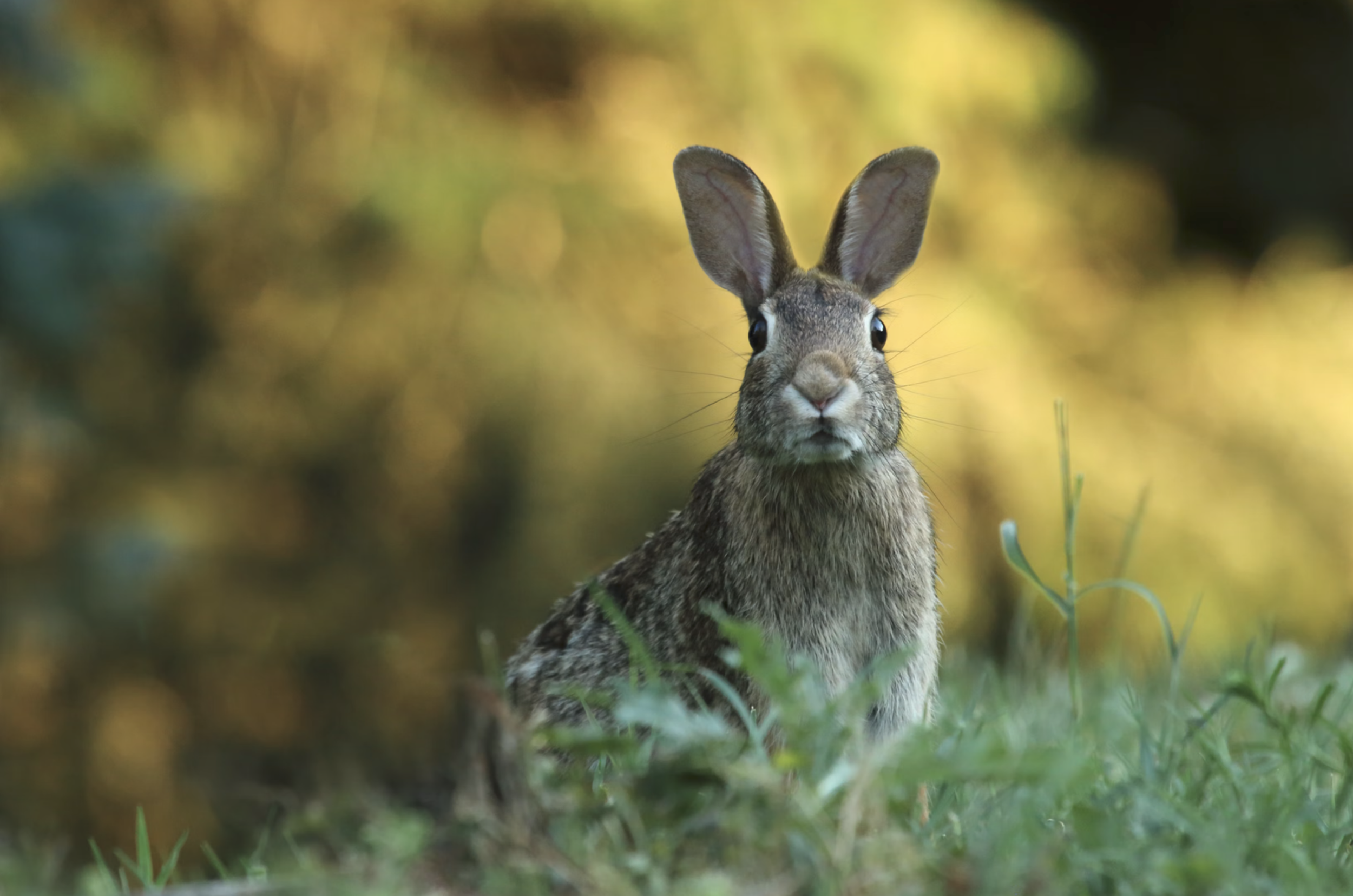 Rabbit Resources