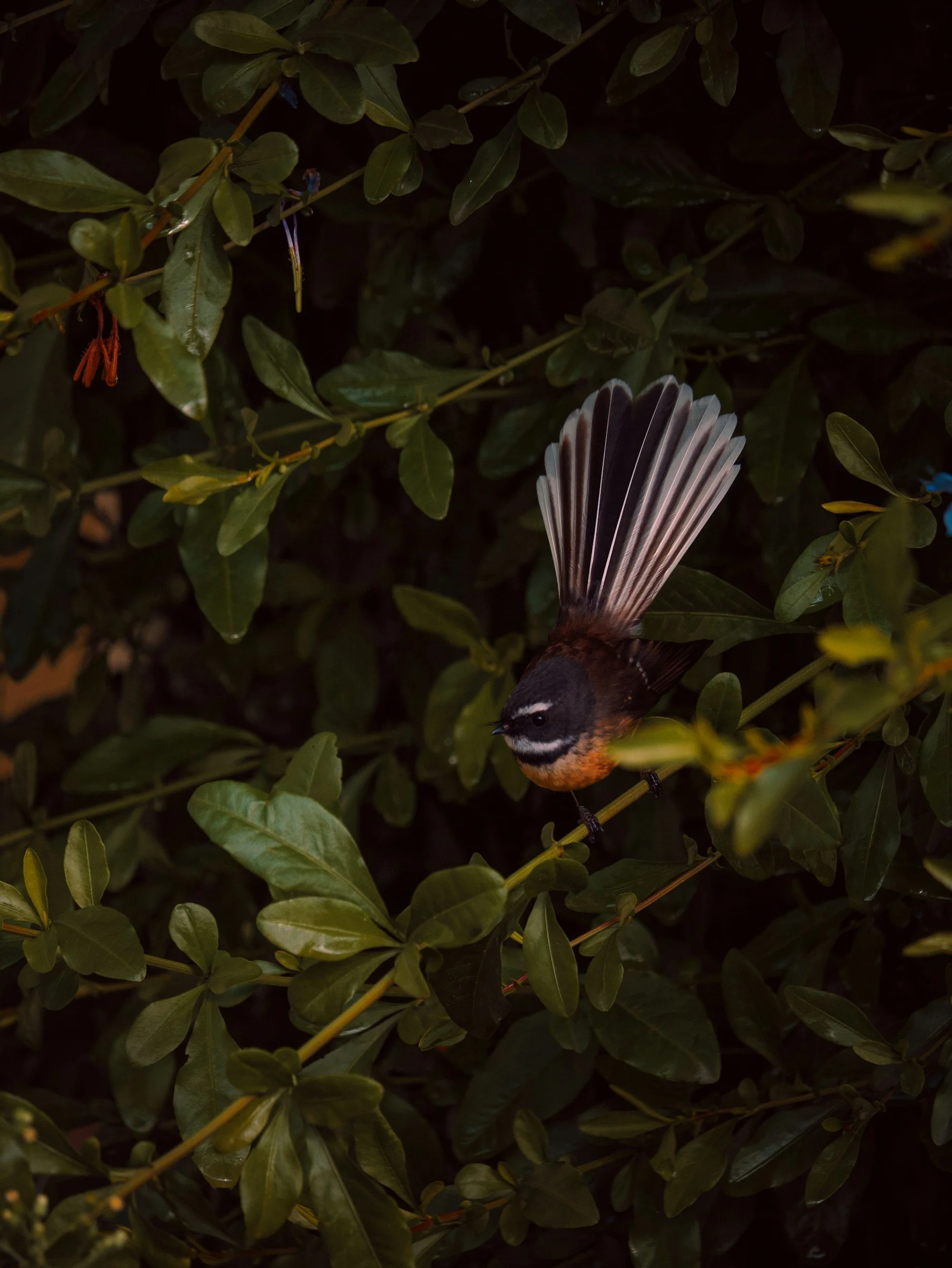 Fantail