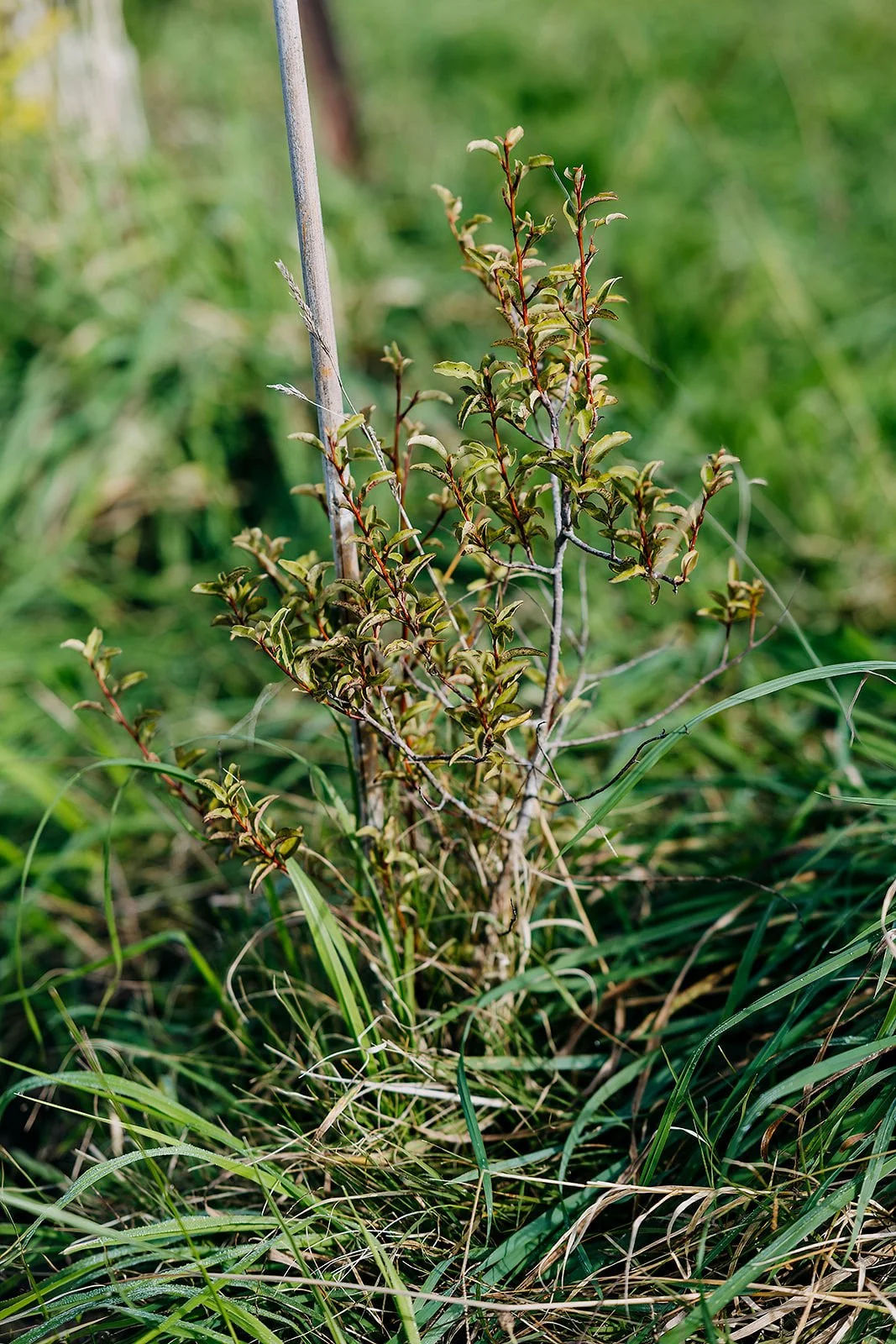 Small shrub with green and reddish leaves growing in a grassy area.