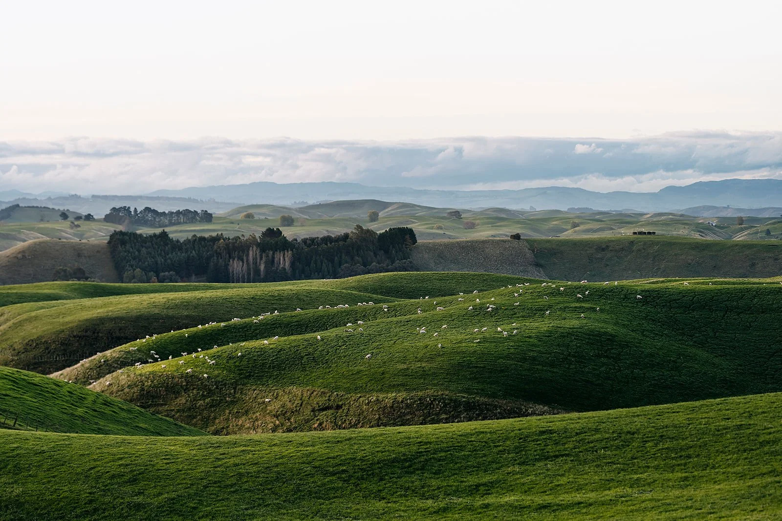 Rolling green hills with grazing sheep, dark forests, distant mountains, and cloudy sky.
