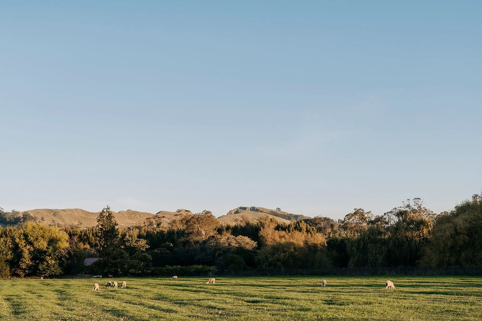 A peaceful landscape of a green field with grazing sheep, dense trees in the middle ground, and rolling hills in the background under a clear blue sky.