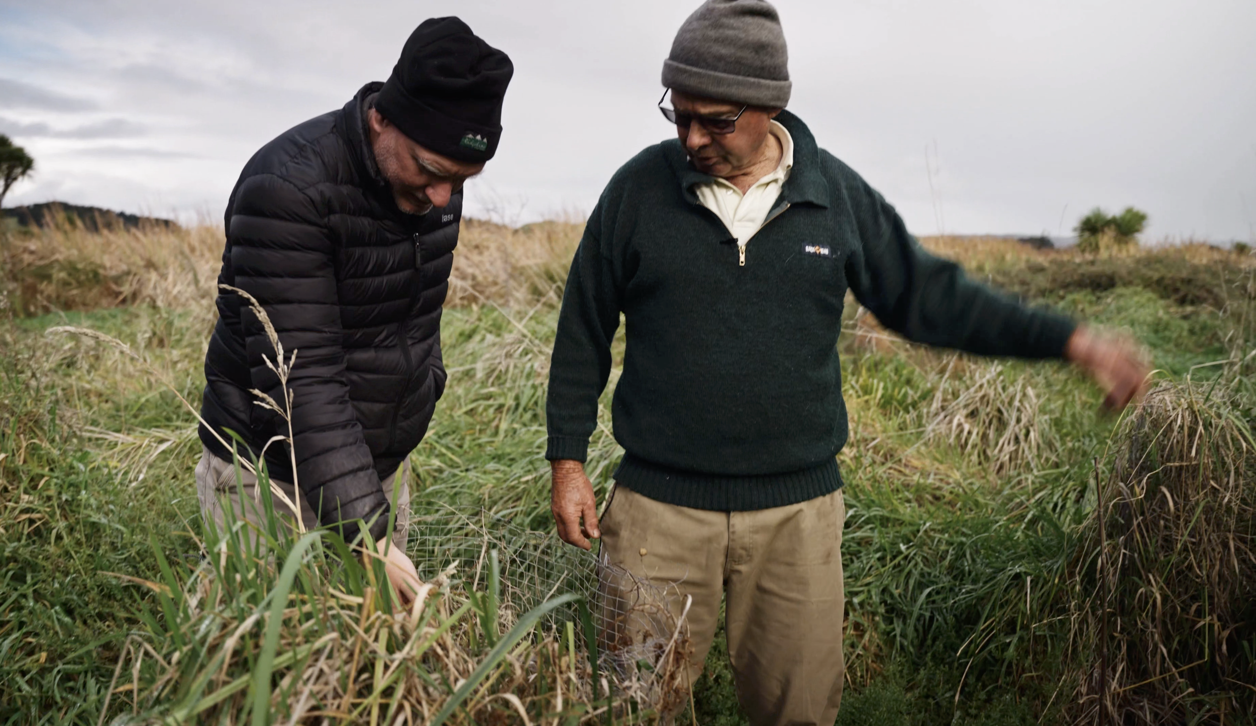 Hautapu Wetland Restoration (Freshwater)