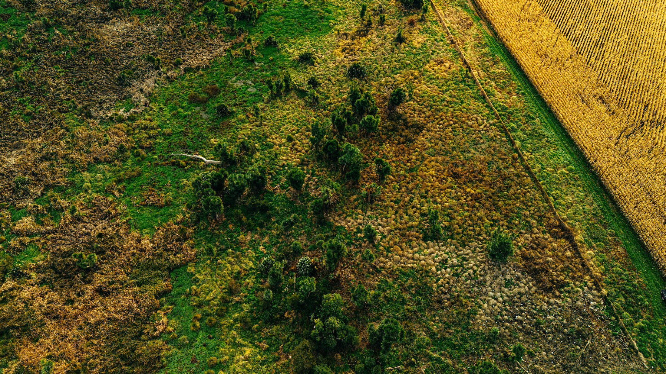 Aerial view of contrasting land areas with a lush green forested region, a dry area with sparse trees, and a large field of crops or grass.