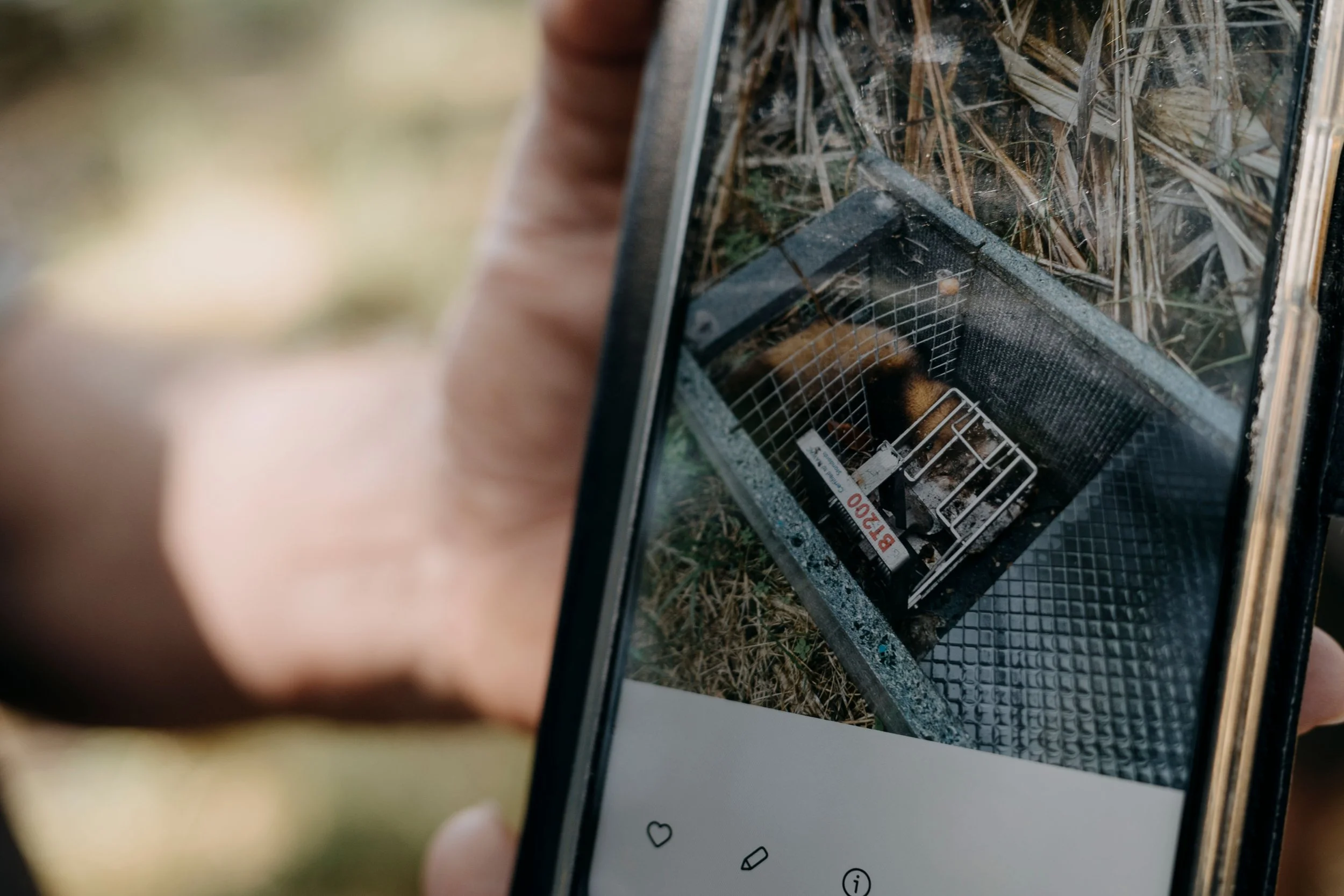 Close-up of a smartphone screen showing a photo of trapping metal and grass, with a small animal trapped inside the cage.