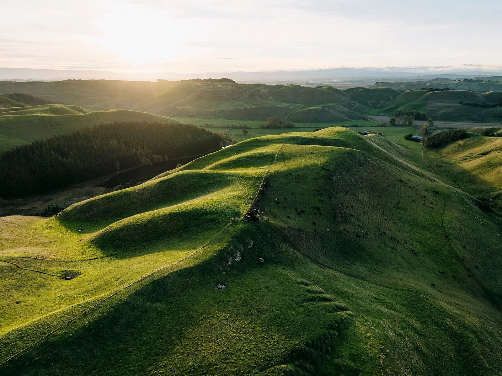 Aerial view of green rolling hills at sunset with grazing cows and distant trees and fields.