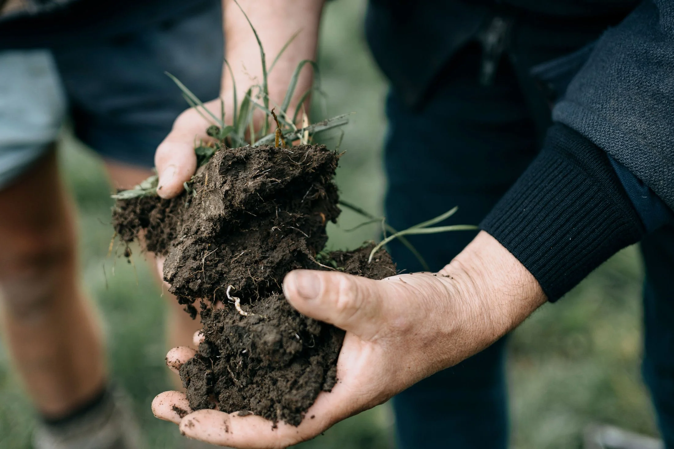 Person holding a clump of dark soil with small plant roots and shoots in an outdoor setting.