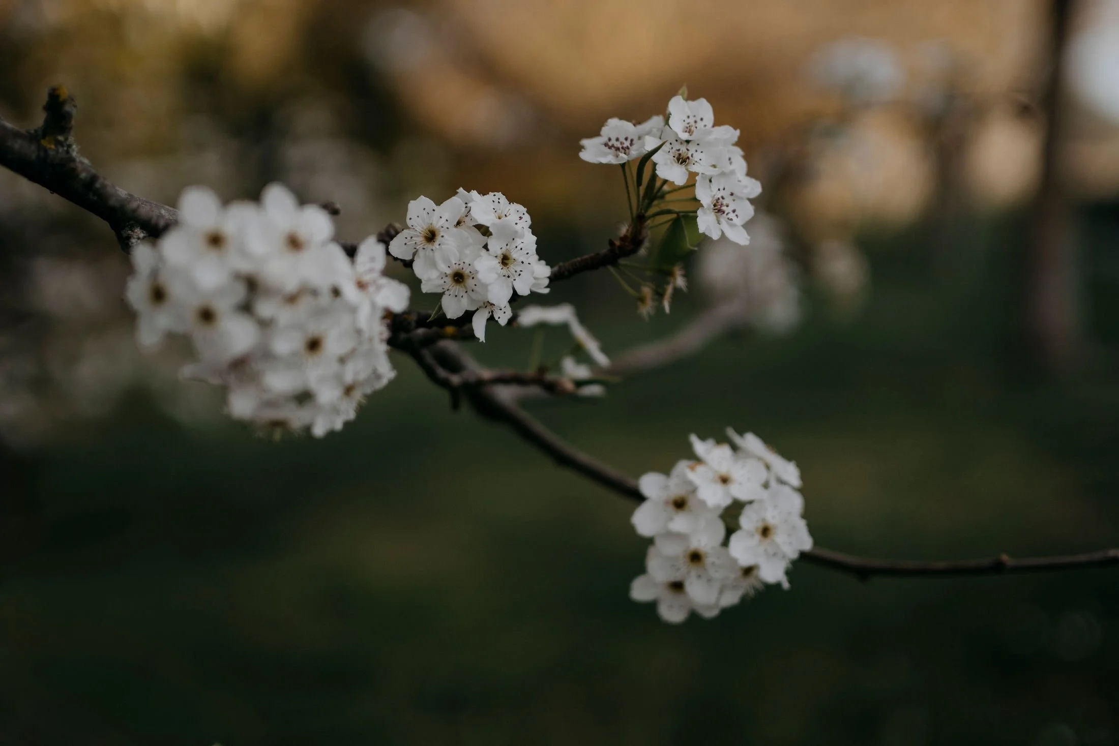 Close-up of white cherry blossom flowers on a branch with a blurred background.