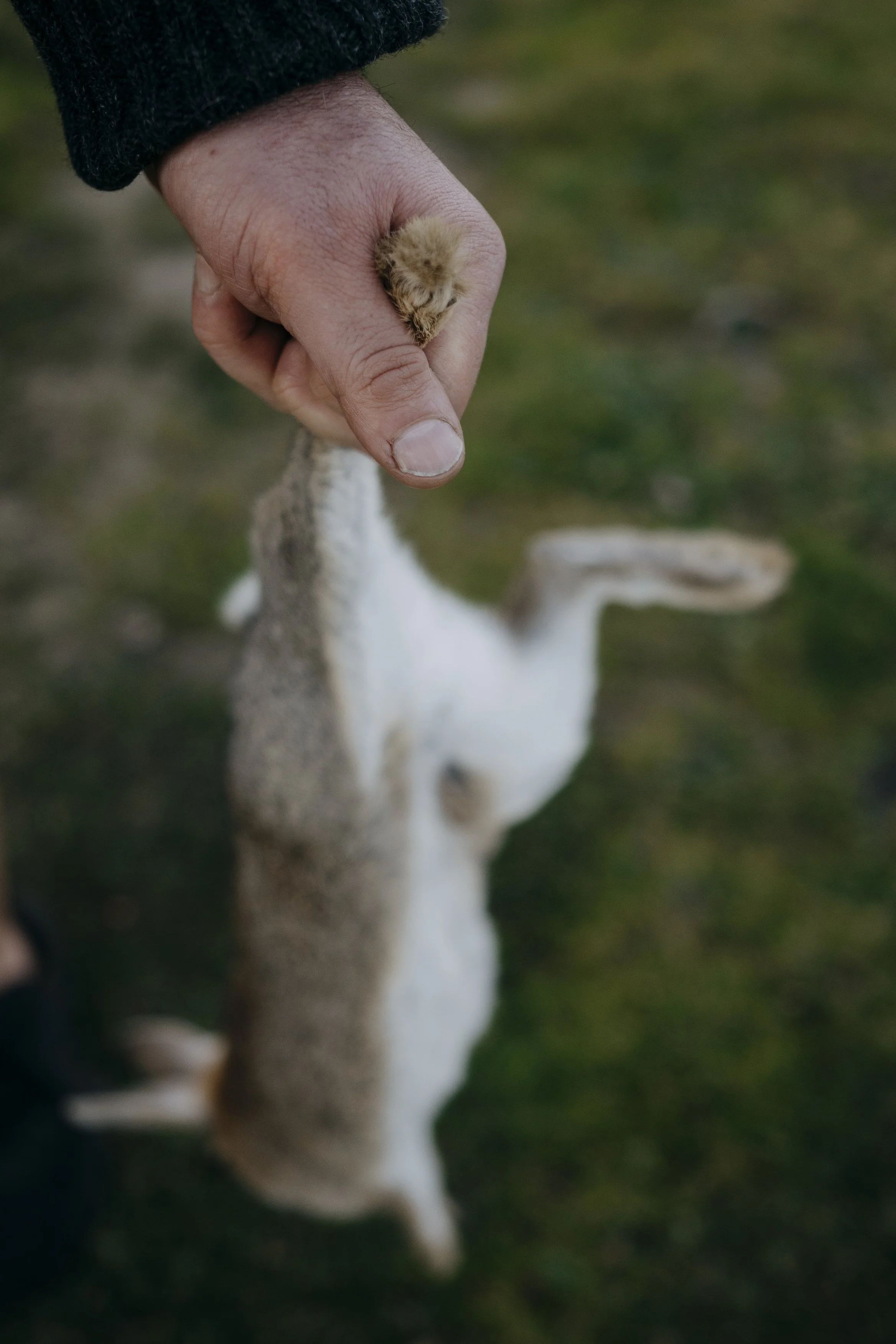 Collective Rabbit Reset (predatorfree)