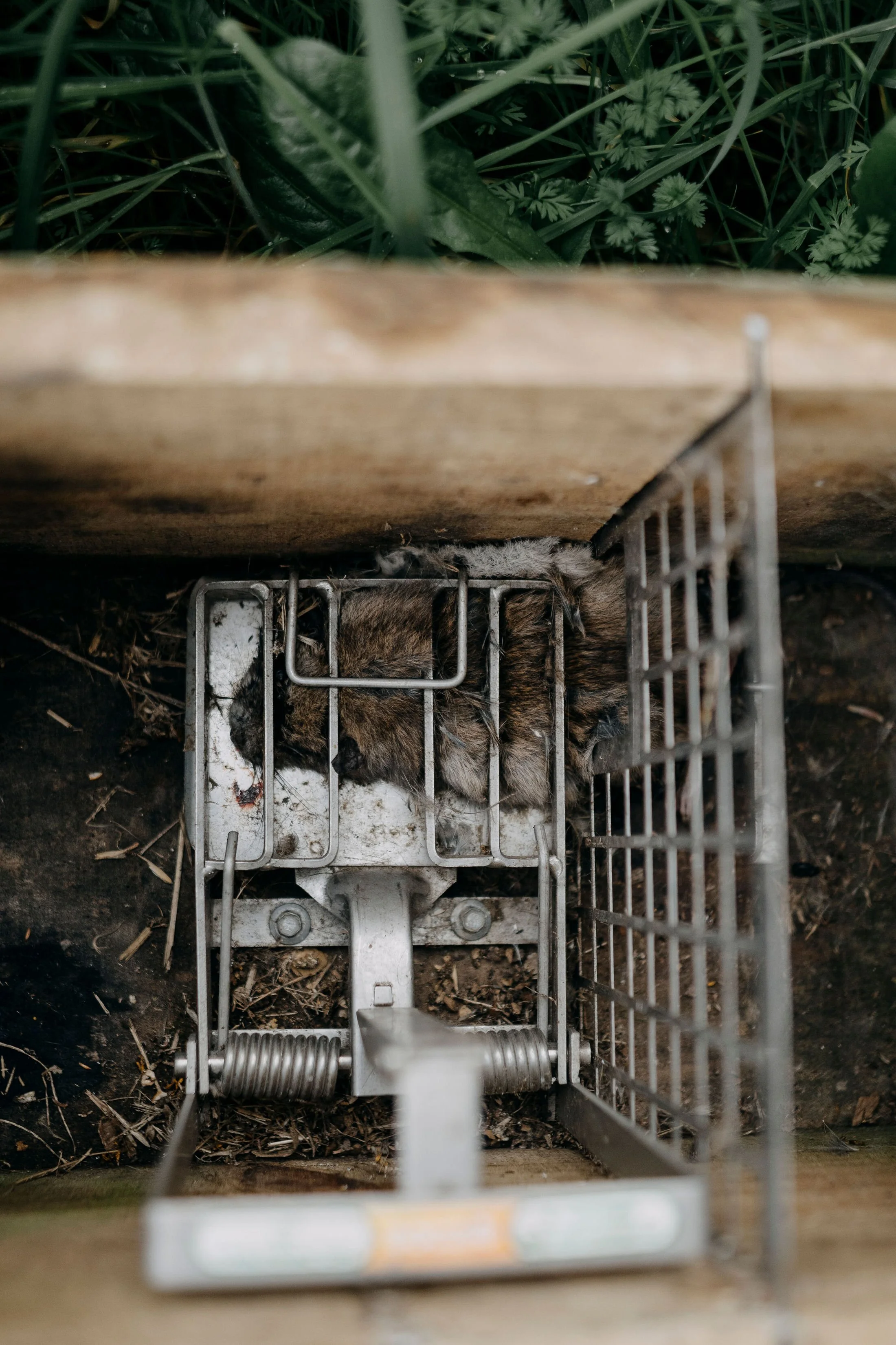 A small animal, likely a kitten, lying on its side in a metal cage with its head resting on the ground. The cage is placed outdoors on dirt surrounded by green grass and plants.