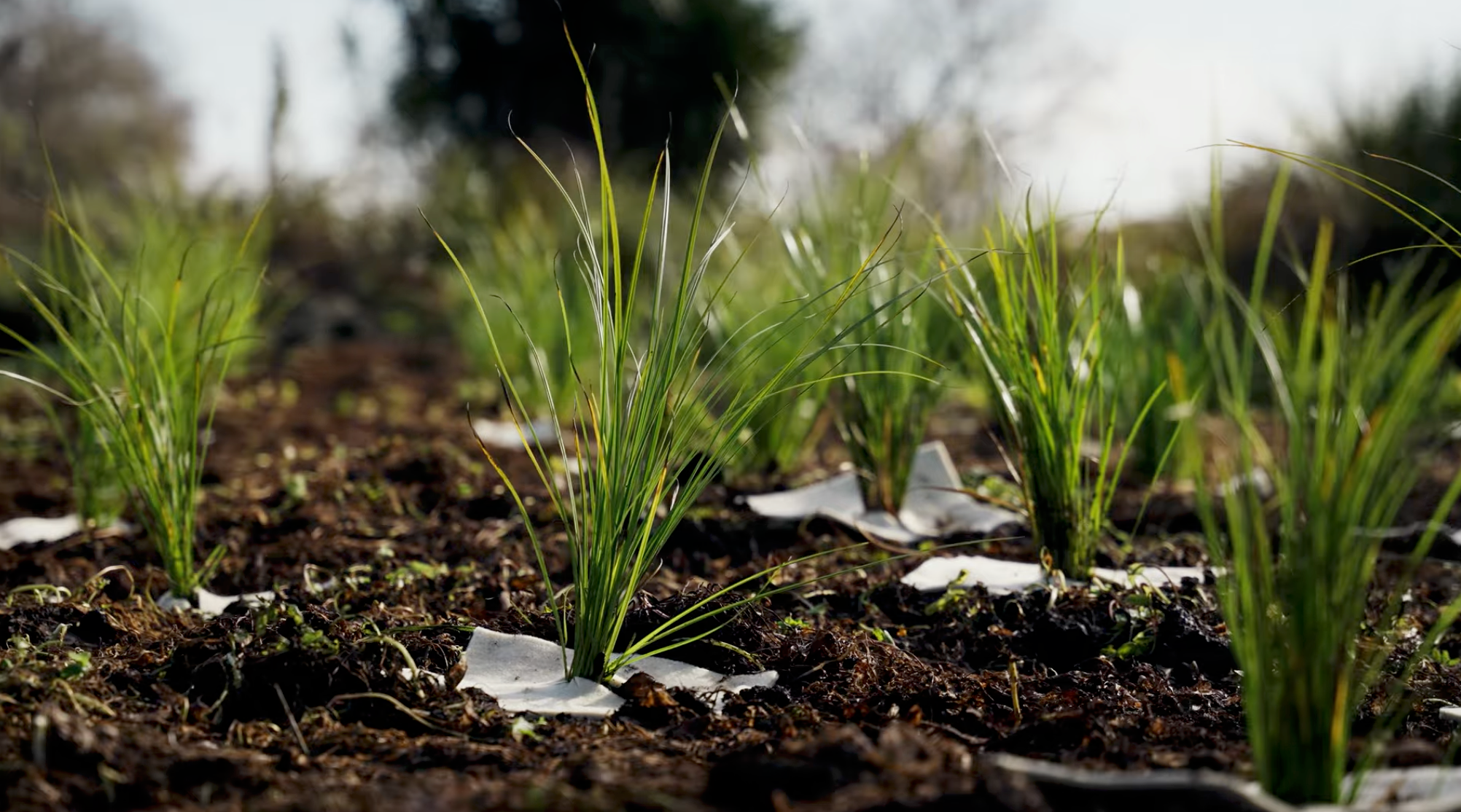 Close-up of young green onion plants sprouting from soil with white planting tags in a garden