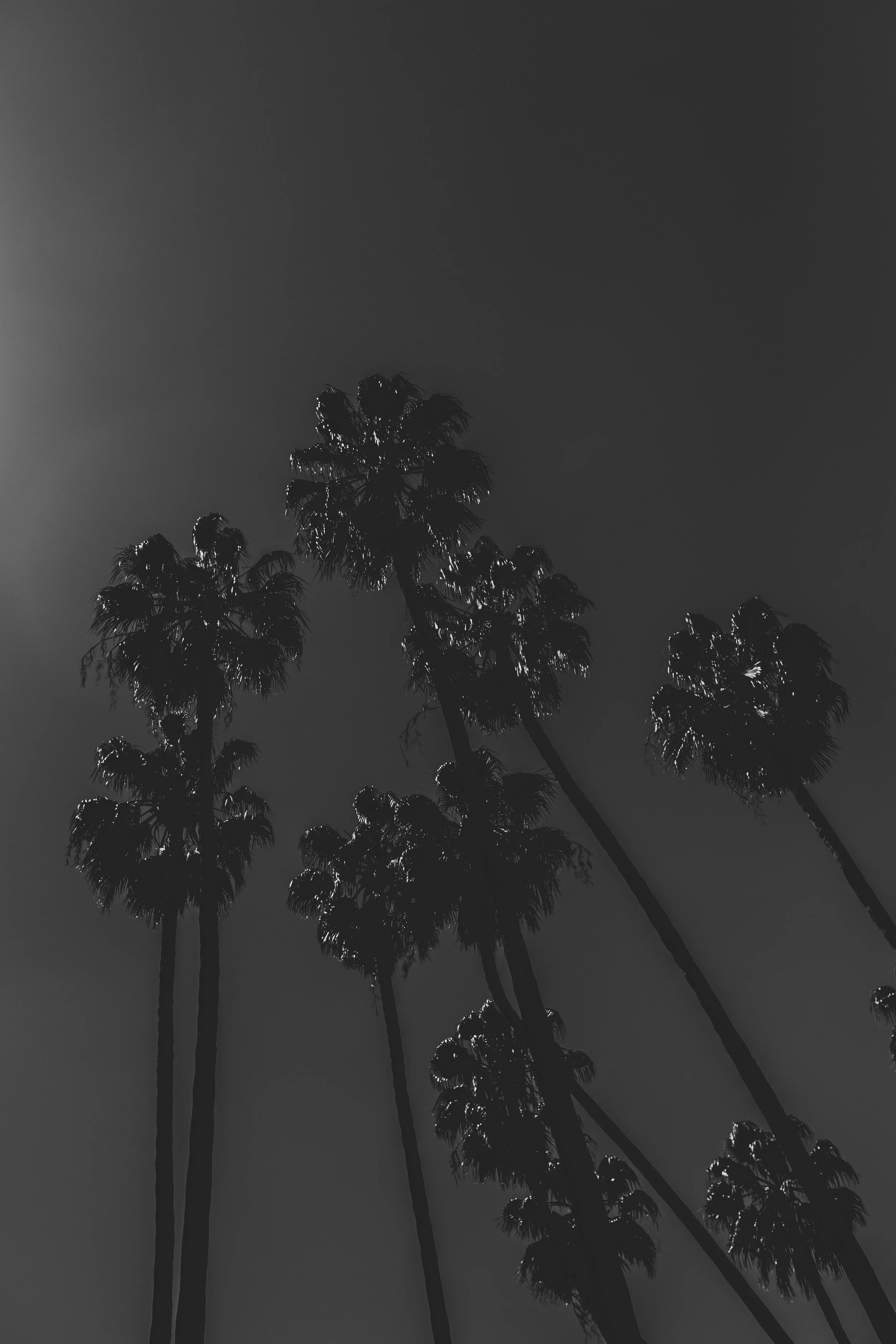 Silhouettes de plusieurs palmiers contre un ciel sombre en noir et blanc.