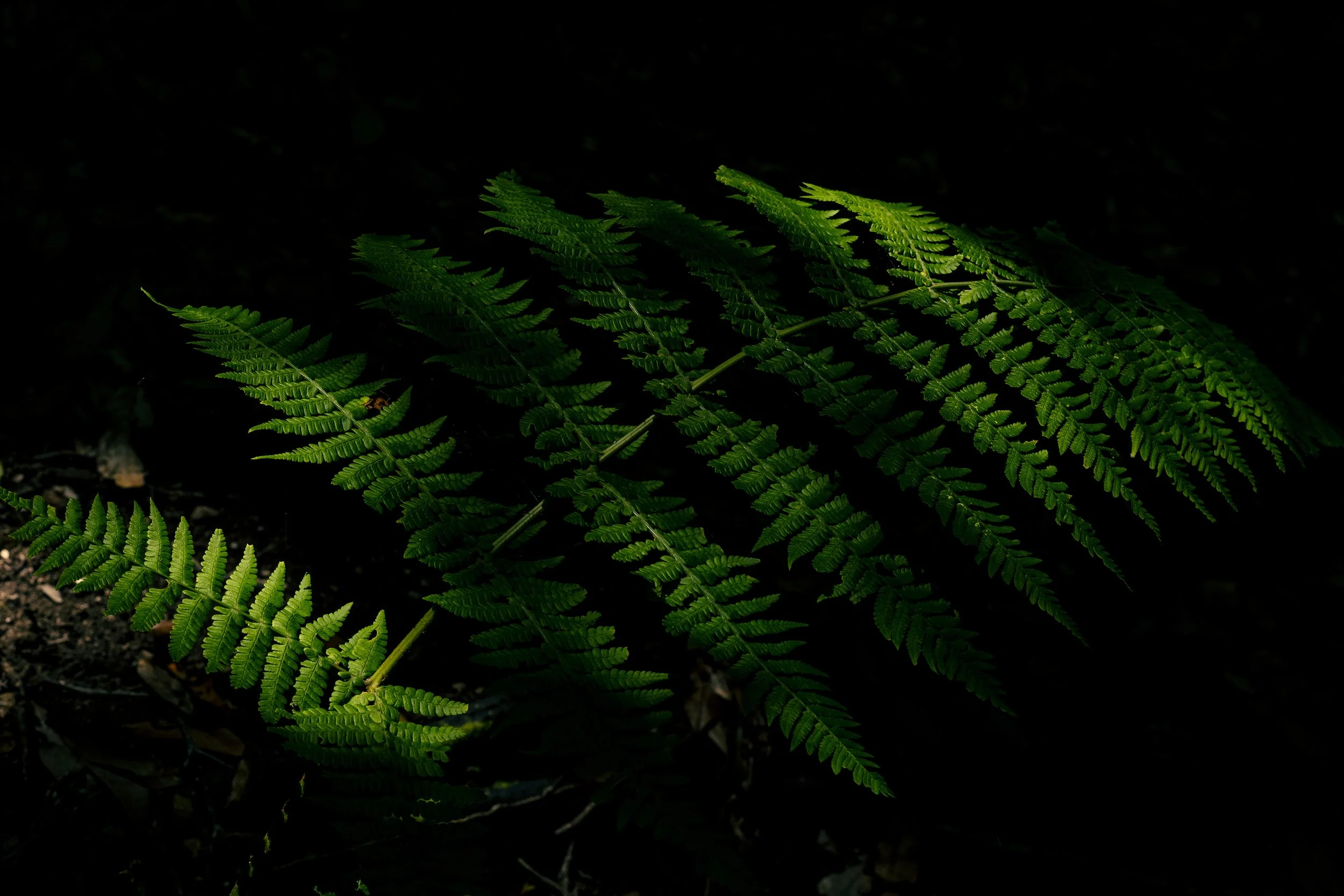 _DSC4878.jpg