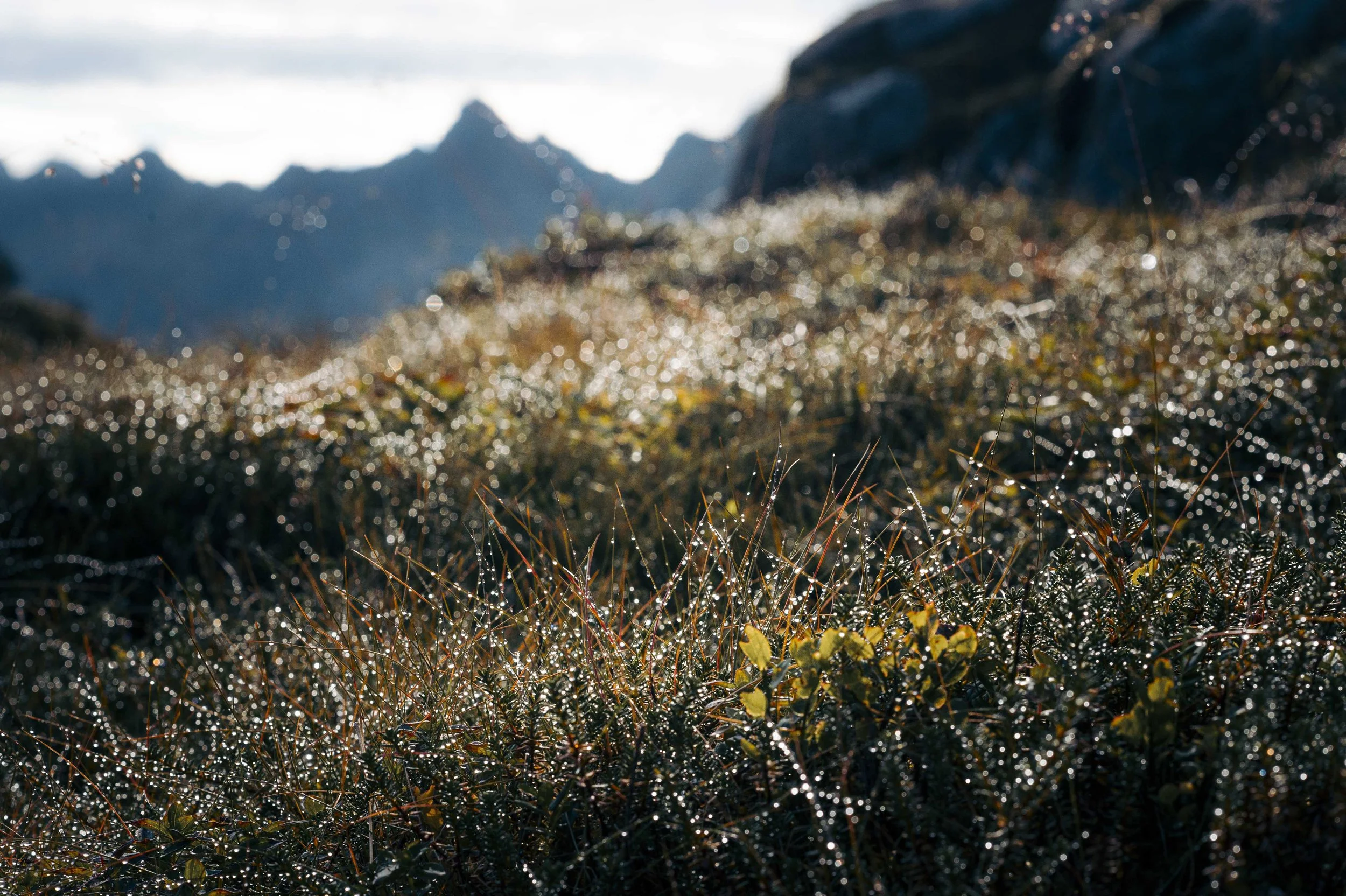 _DSC8025.jpg