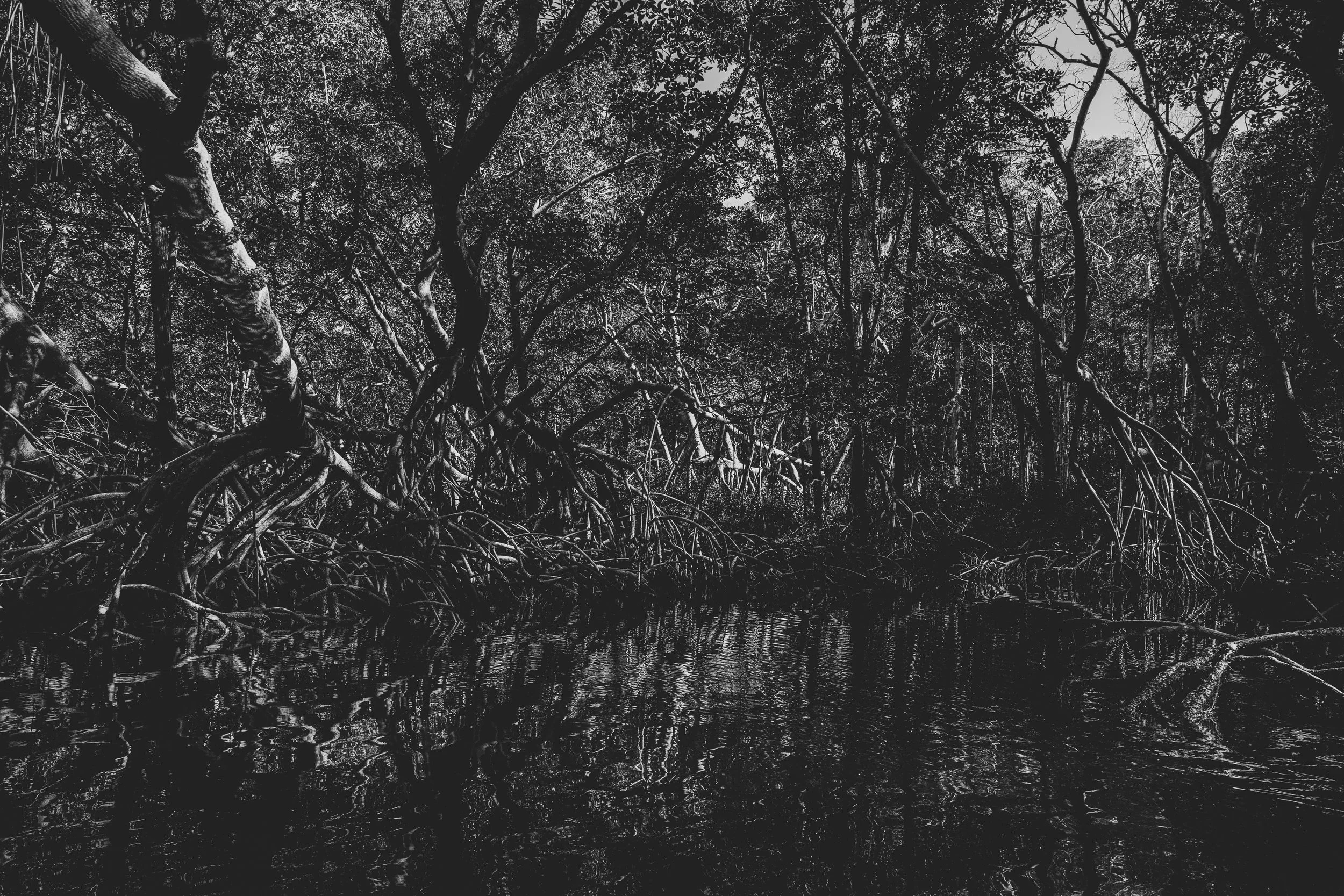 Une forêt dense avec des arbres et des racines apparentes, reflet dans l'eau d'un marécage ou d'une rivière, en noir et blanc.