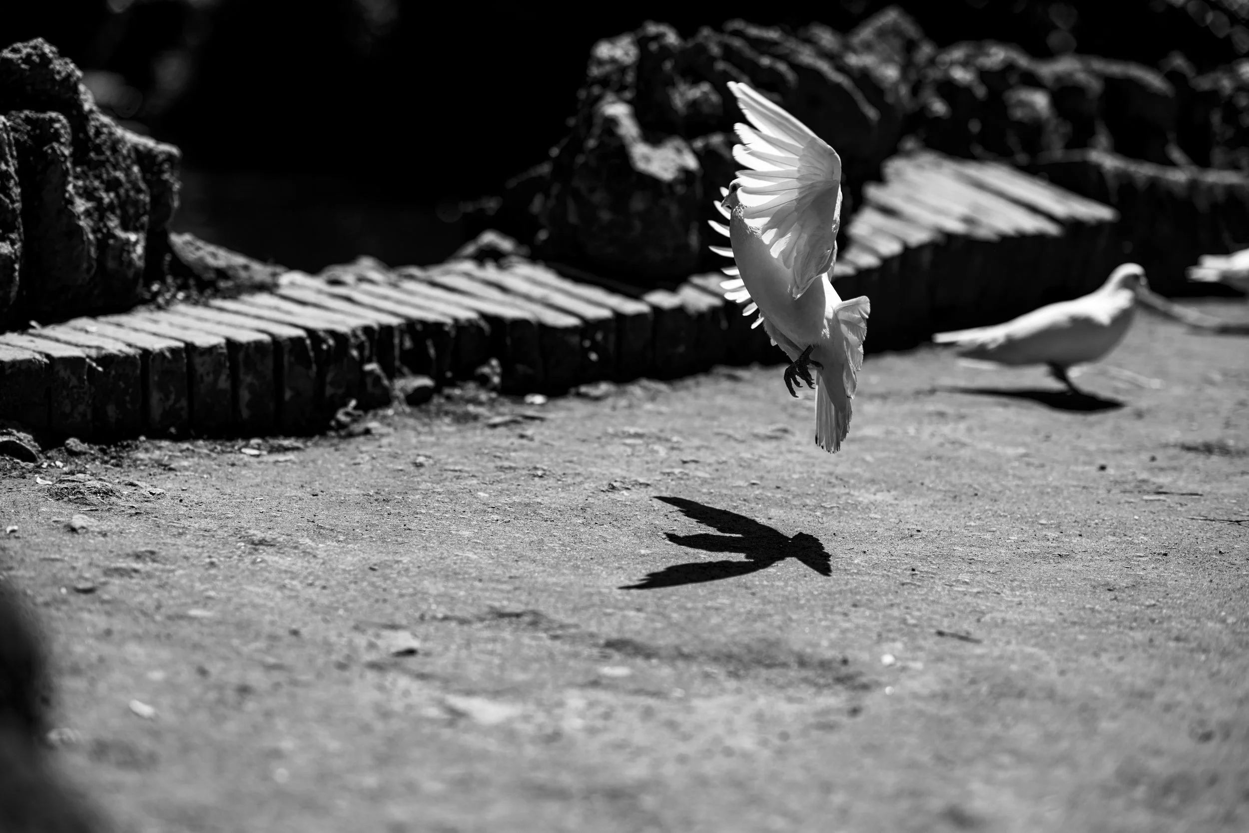 Deux pigeons blancs en vol au-dessus d'un sol pavé, avec des rochers en arrière-plan en noir et blanc.