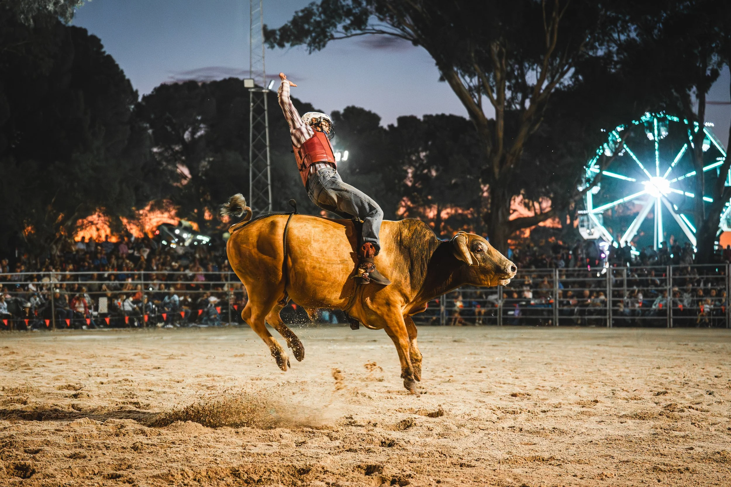 A rodeo rider wearing a helmet and red vest balancing on a bucking bull in an arena during evening. Spectators watch behind a fence, and a Ferris wheel is lit up in the background.