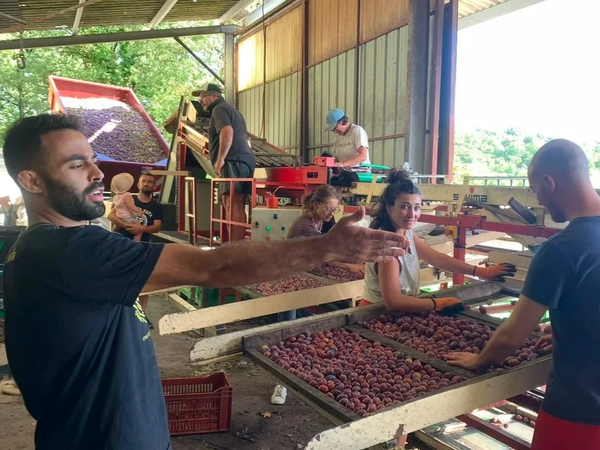 People sorting and processing harvested peaches in an indoor farm or processing facility.