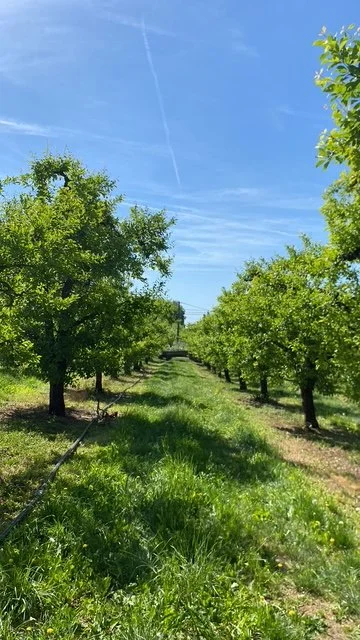 File d'arbres fruitiers dans un verger sous un ciel bleu avec quelques nuages et des traînées d'avion.