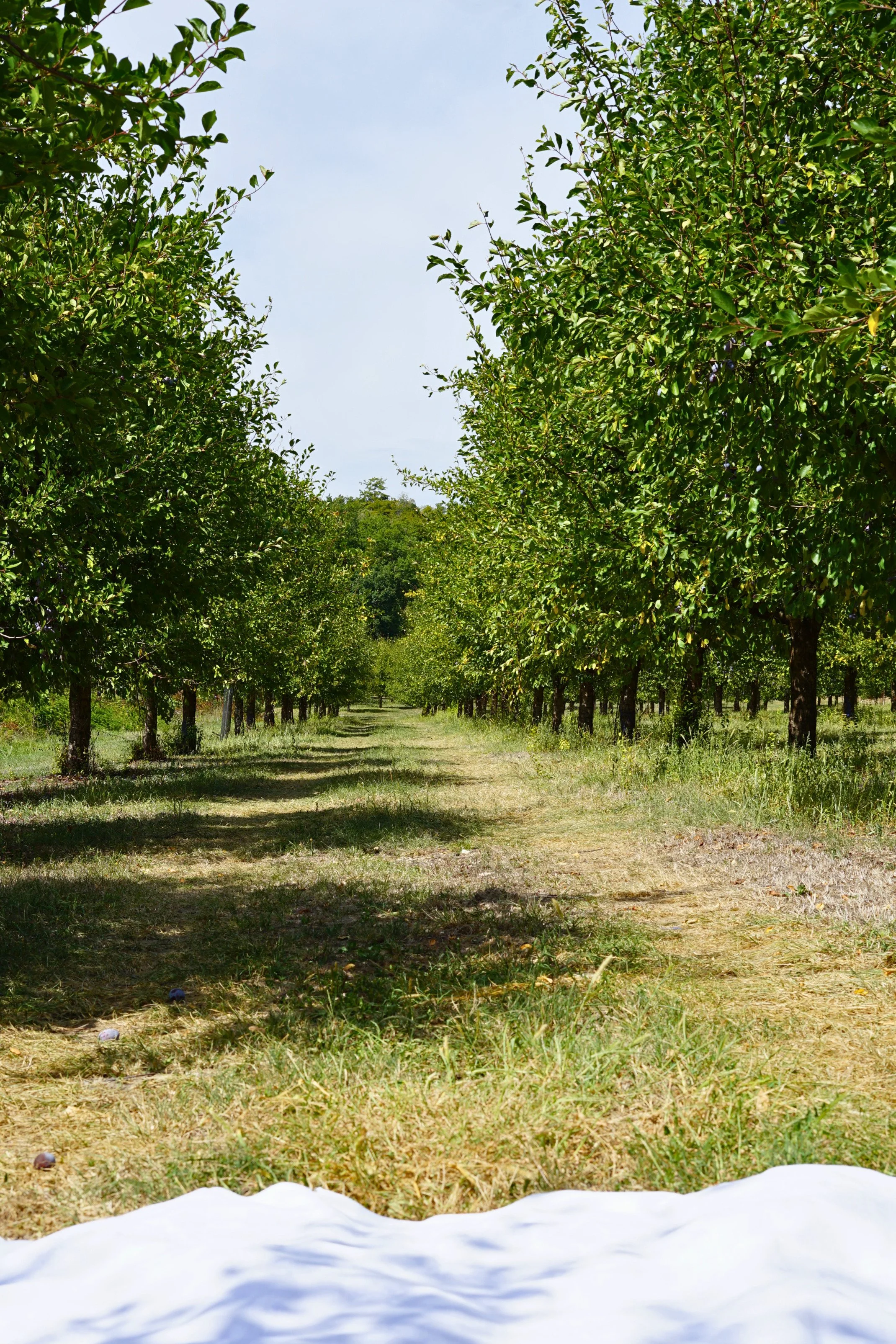 A view of an orchard with rows of green leafy trees under a partly cloudy sky.