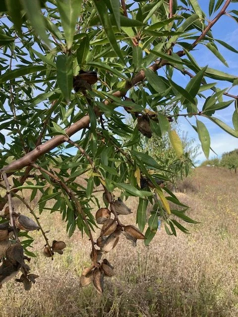 Branches d'un arbre avec des chrysalides accrochées aux feuilles dans un paysage en plein air.