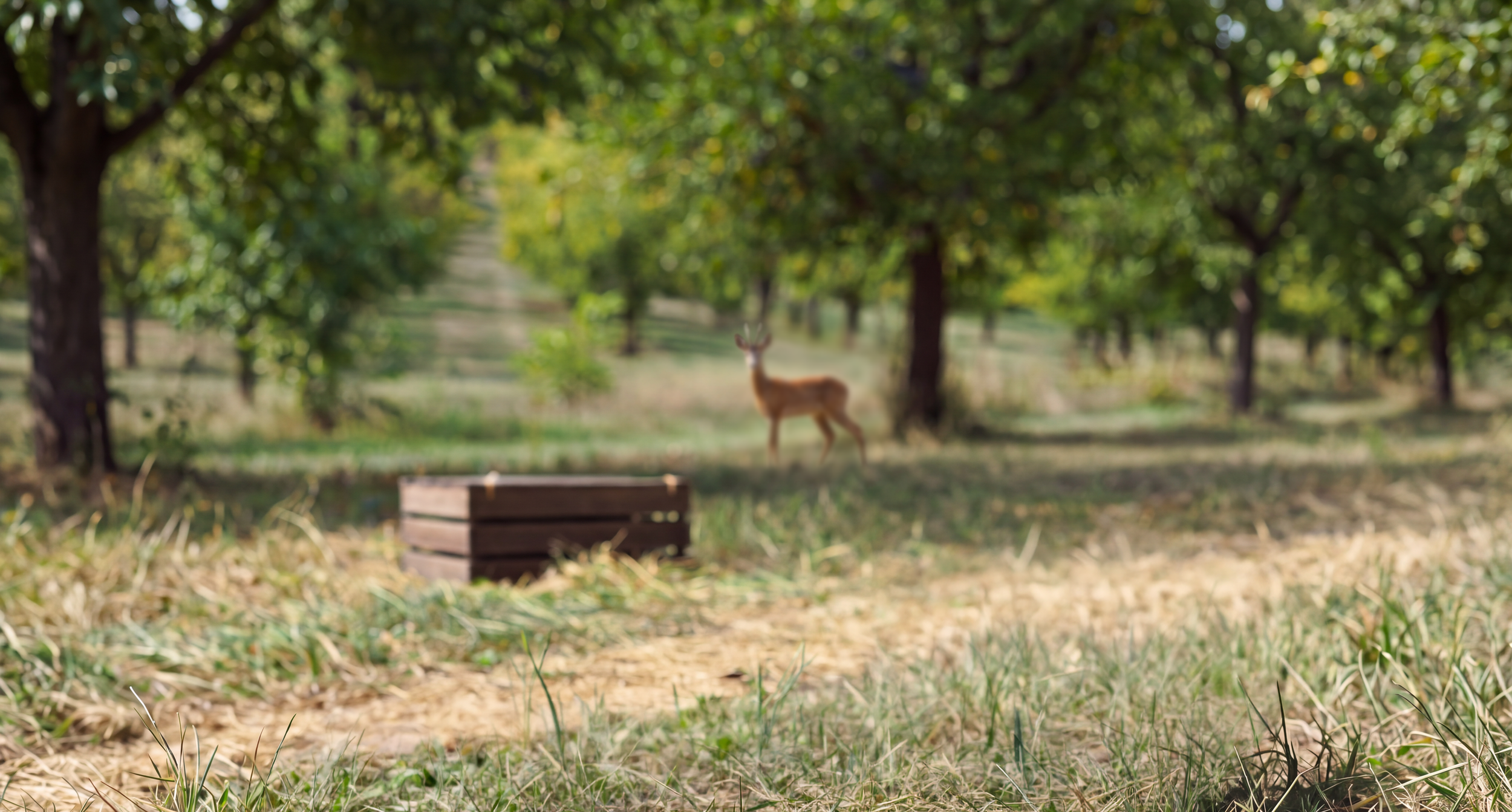 Deer standing among green trees in a forested area with a wooden box in the foreground.