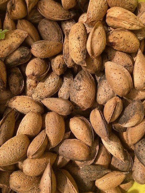 Close-up of shelled almonds.