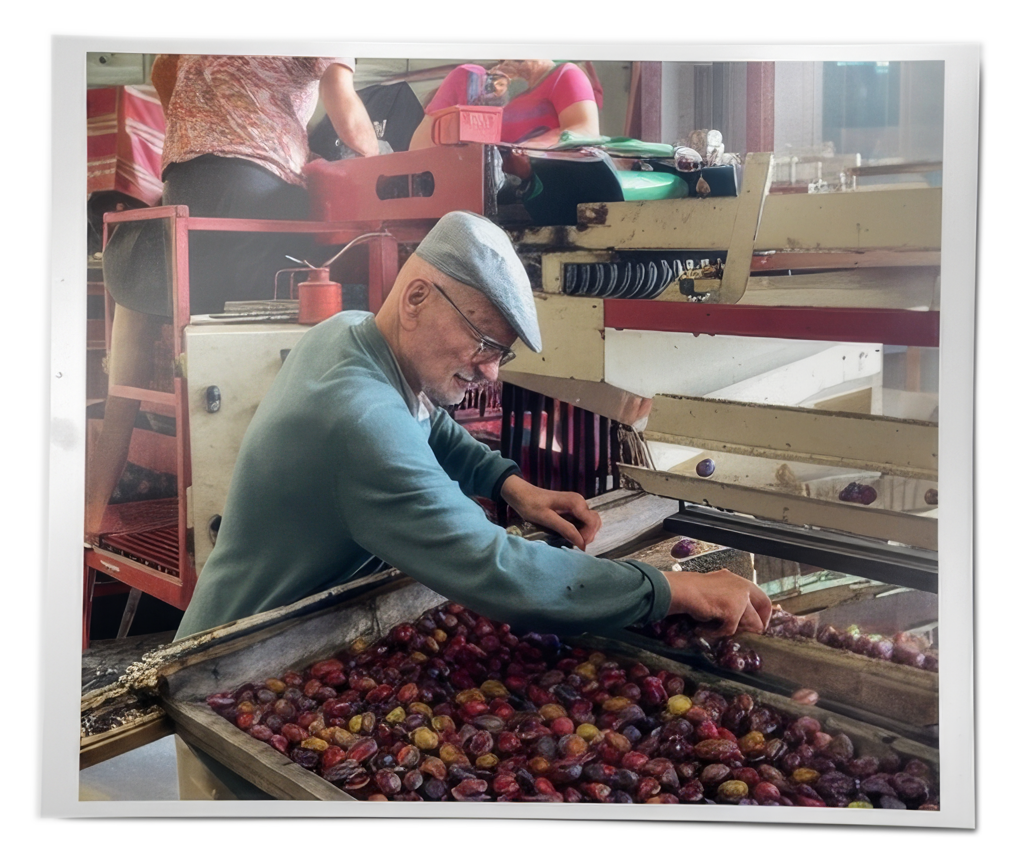 People working with chestnut nuts in a food processing facility.