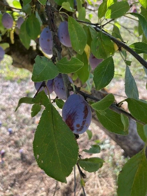 Pruneaux violets sur un arbre avec des feuilles vertes.